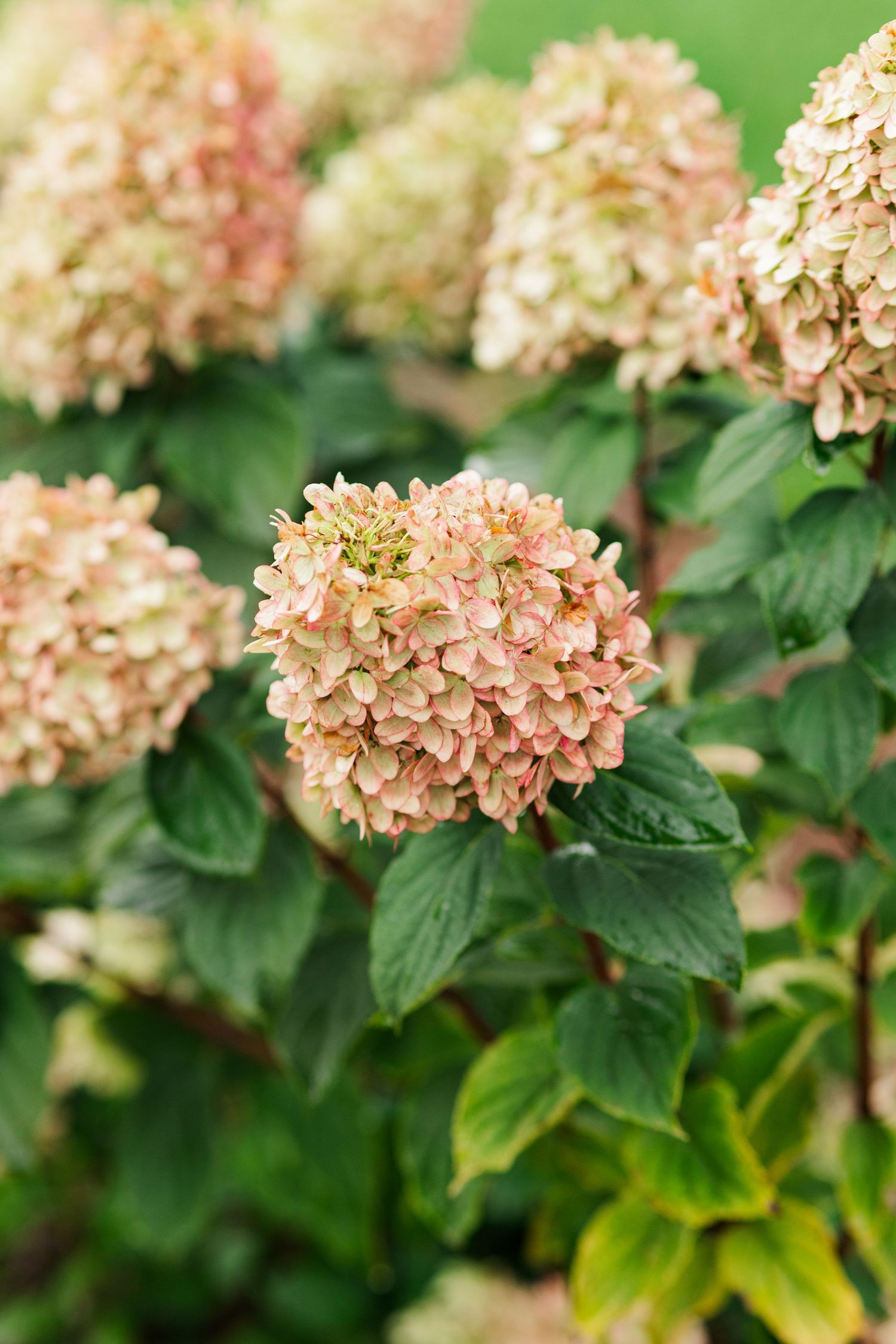Pink and cream hydrangea blooms with lush green leaves in a garden setting.