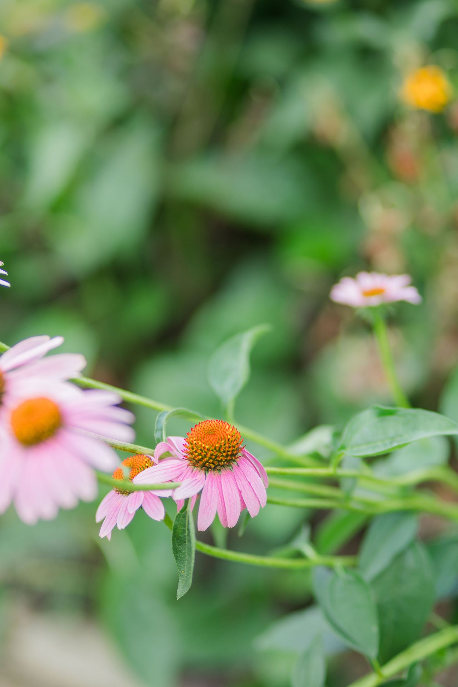 Close-up of pink echinacea coneflowers with orange centers blooming in garden.