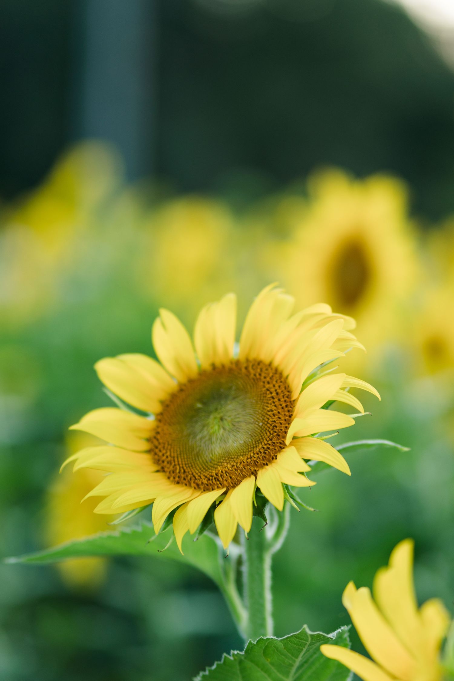 A vibrant sunflower in full bloom stands tall in a sunny field with blurred yellow sunflowers and green foliage in the background.