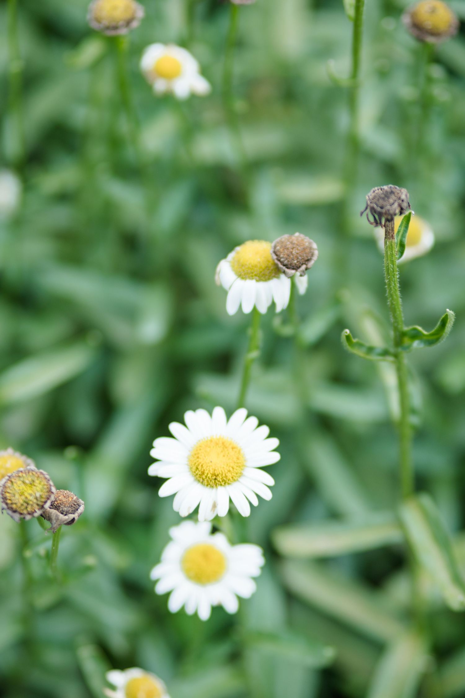 White daisy flowers with yellow centers blooming among green stems and buds in a garden.