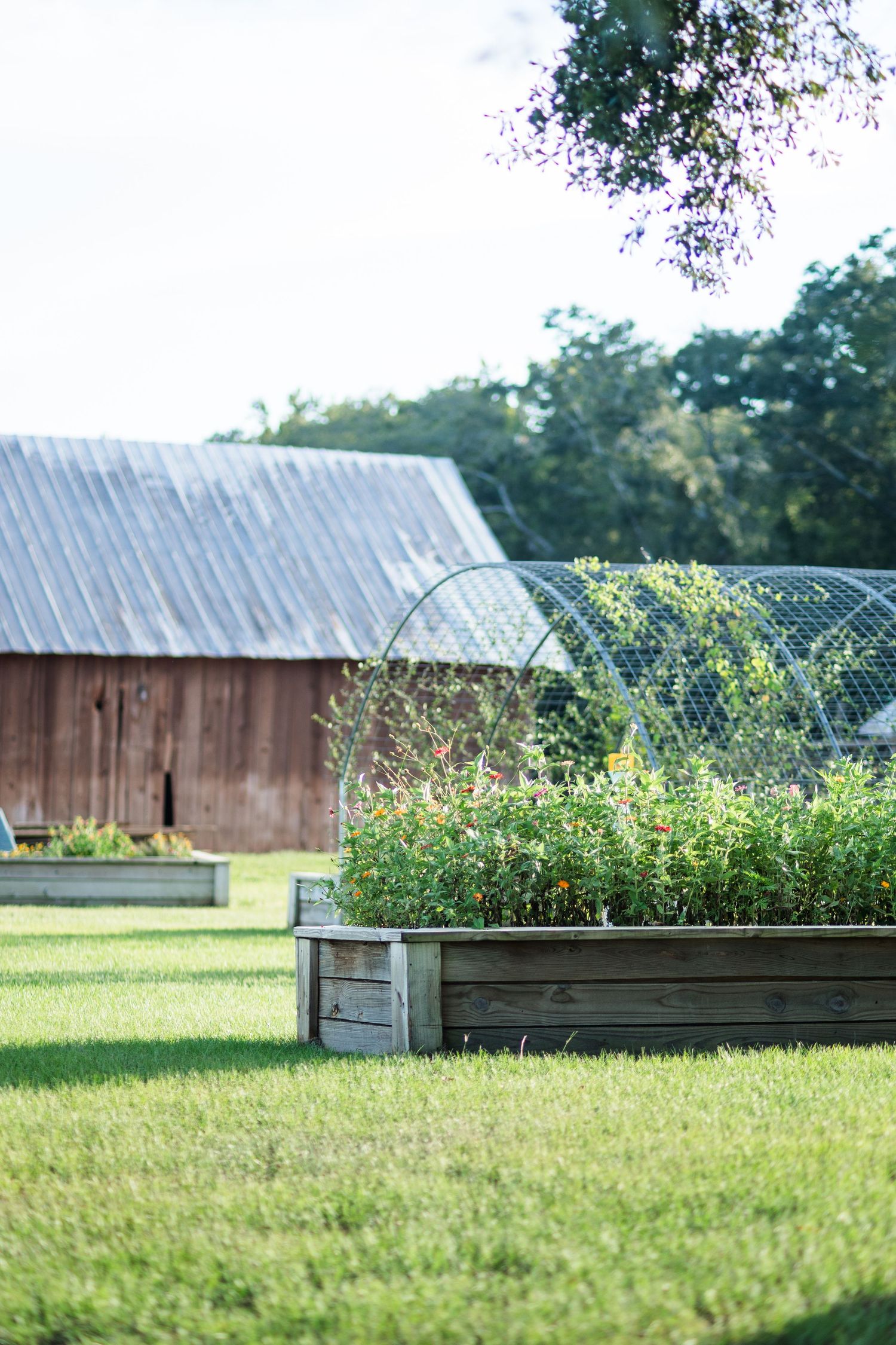 Raised garden beds with lush plants and wire hoop covers on green lawn, rustic wooden barn in background.