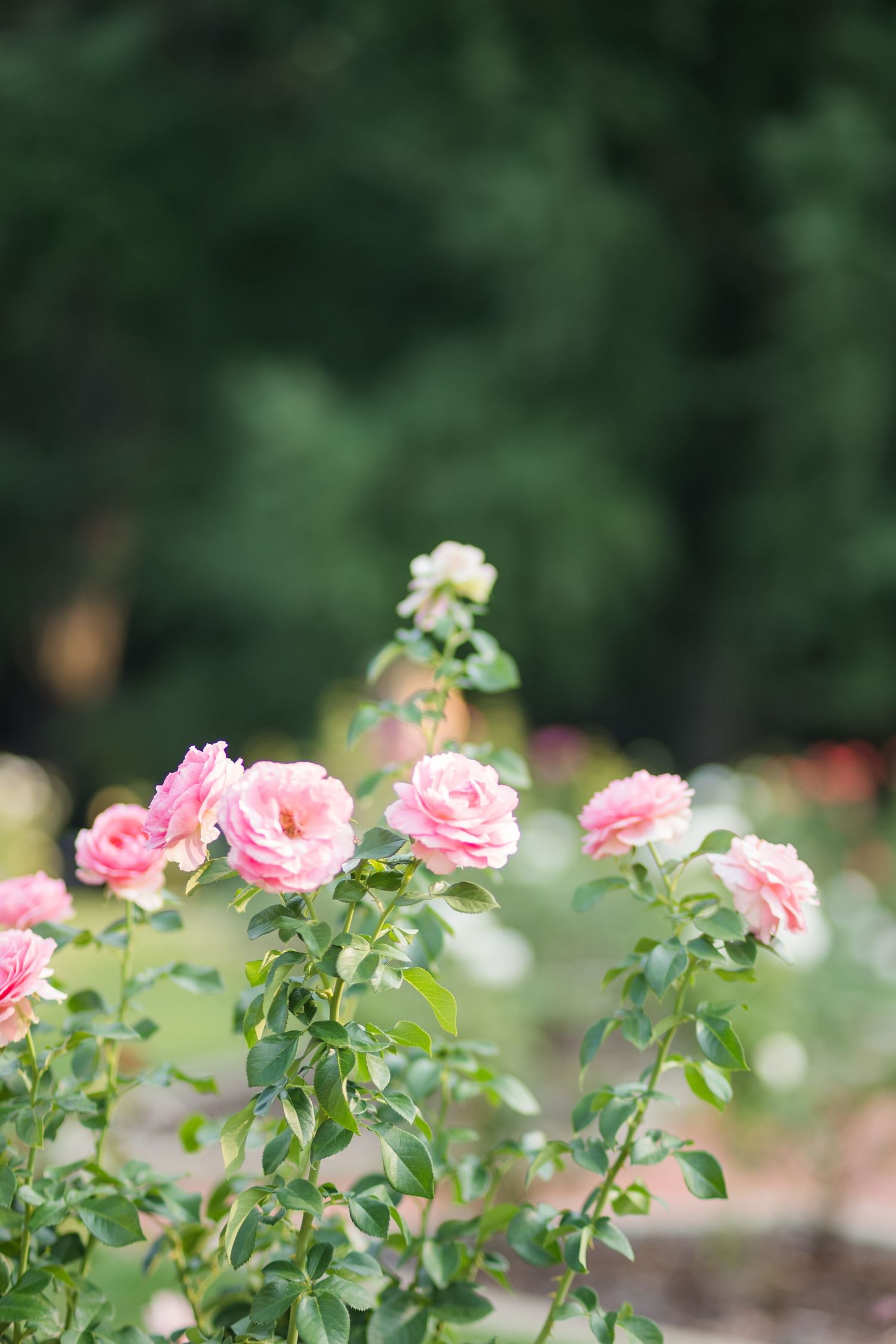 Pink roses blooming on green stems in a lush garden with soft bokeh background.