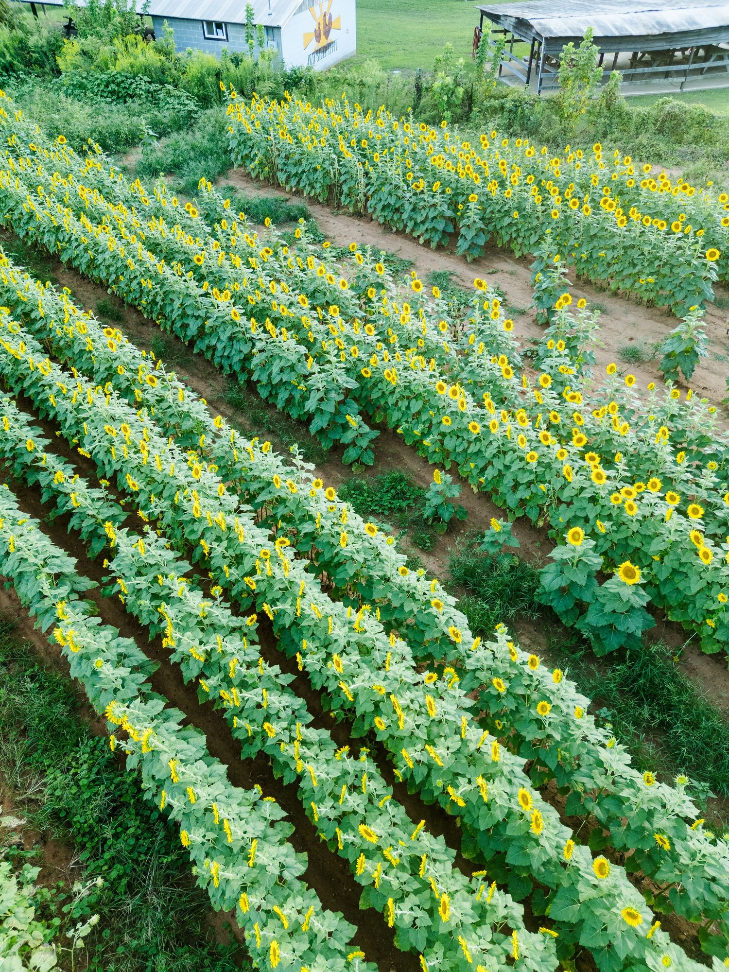 Aerial view of vibrant sunflower rows growing in a lush green farm field with buildings visible in the background.