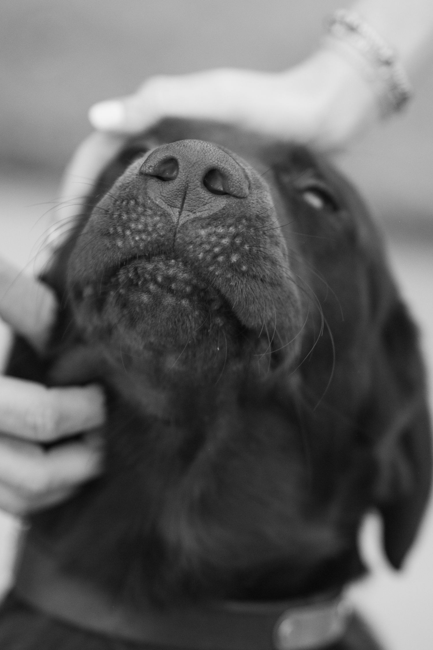 Black and white close-up of a dark Labrador dog being petted, eyes closed in contentment.