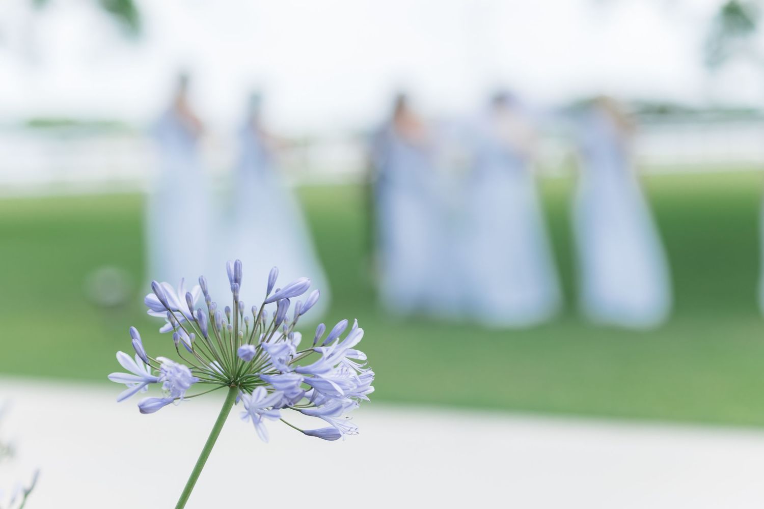 A delicate purple agapanthus flower in focus with blurred bridesmaids in blue gowns on a green lawn behind.