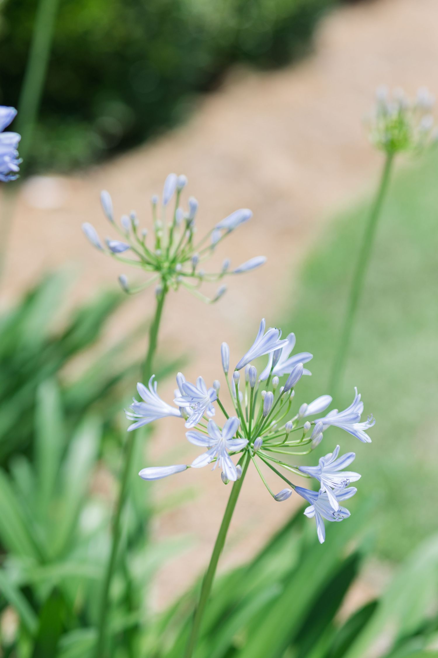 Delicate light blue Agapanthus flowers blooming on tall green stems in a garden setting.