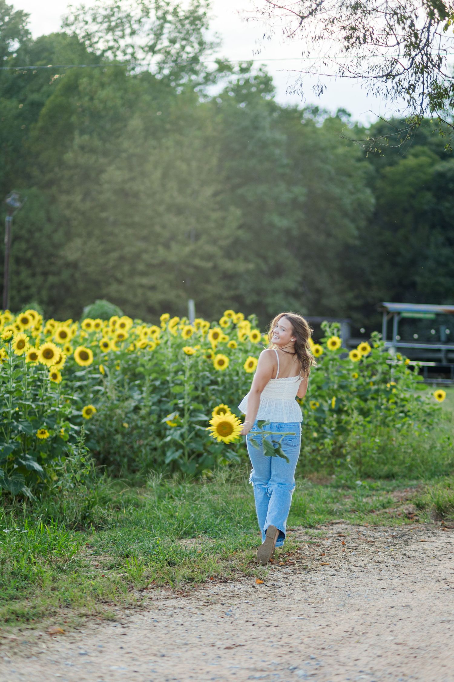 Young woman in white top and jeans walking along a path beside a vibrant sunflower field.