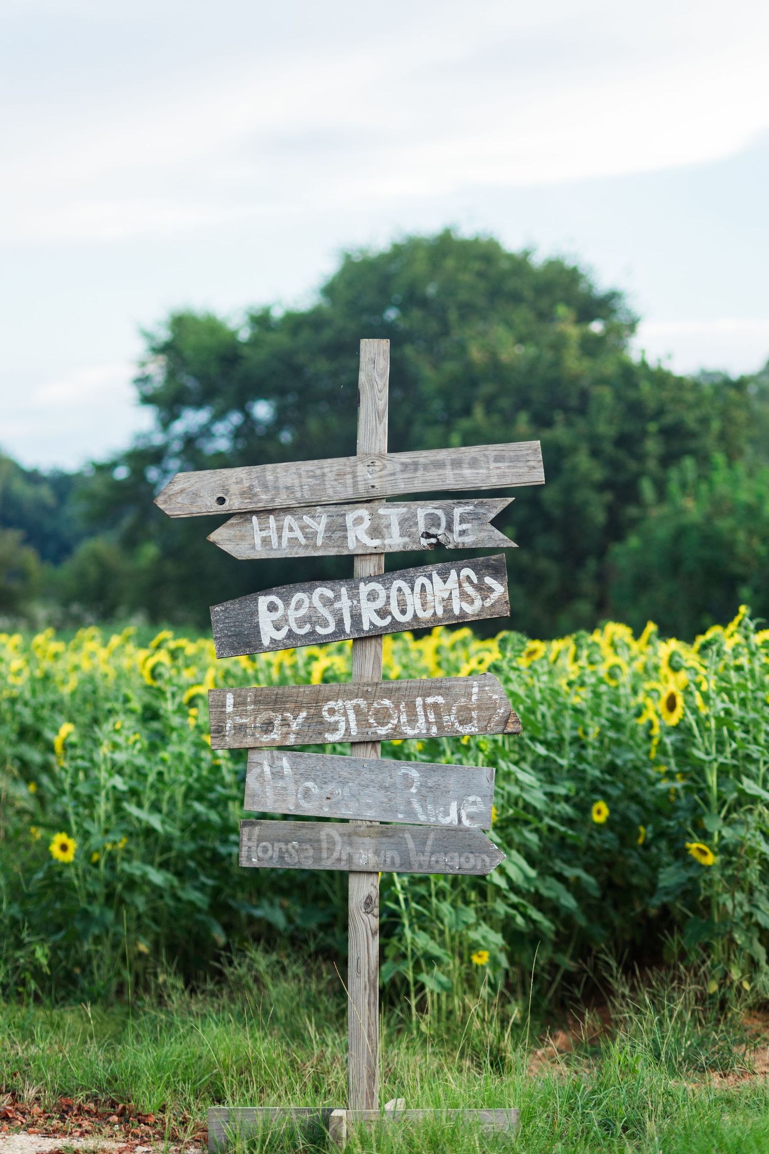Rustic wooden directional sign with hay ride, restrooms, and horse-drawn wagon arrows in a sunflower field.