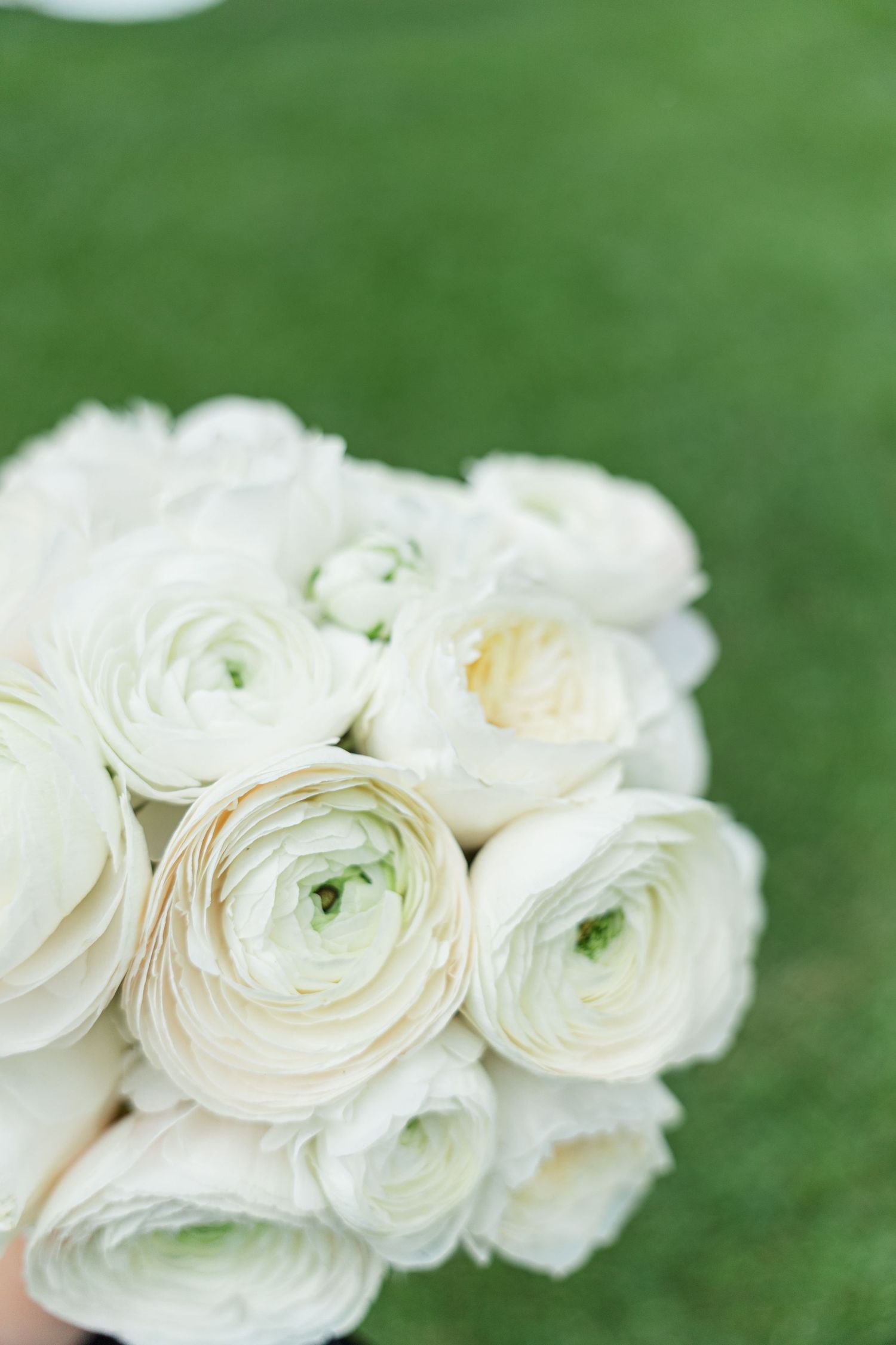 A bridal bouquet of white ranunculus flowers held against a lush green grass background.