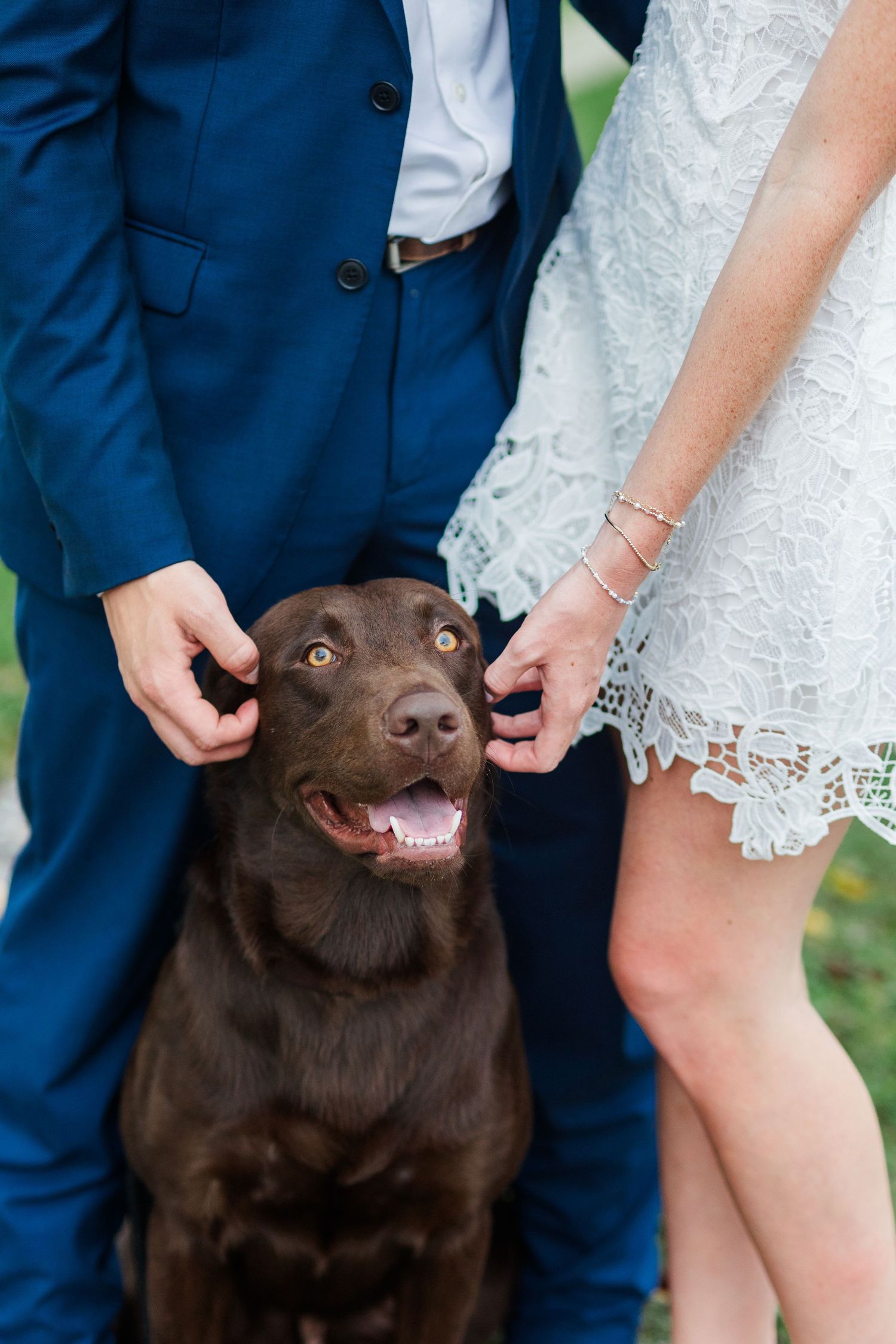 Couple in wedding attire petting a happy chocolate Labrador Retriever outdoors.