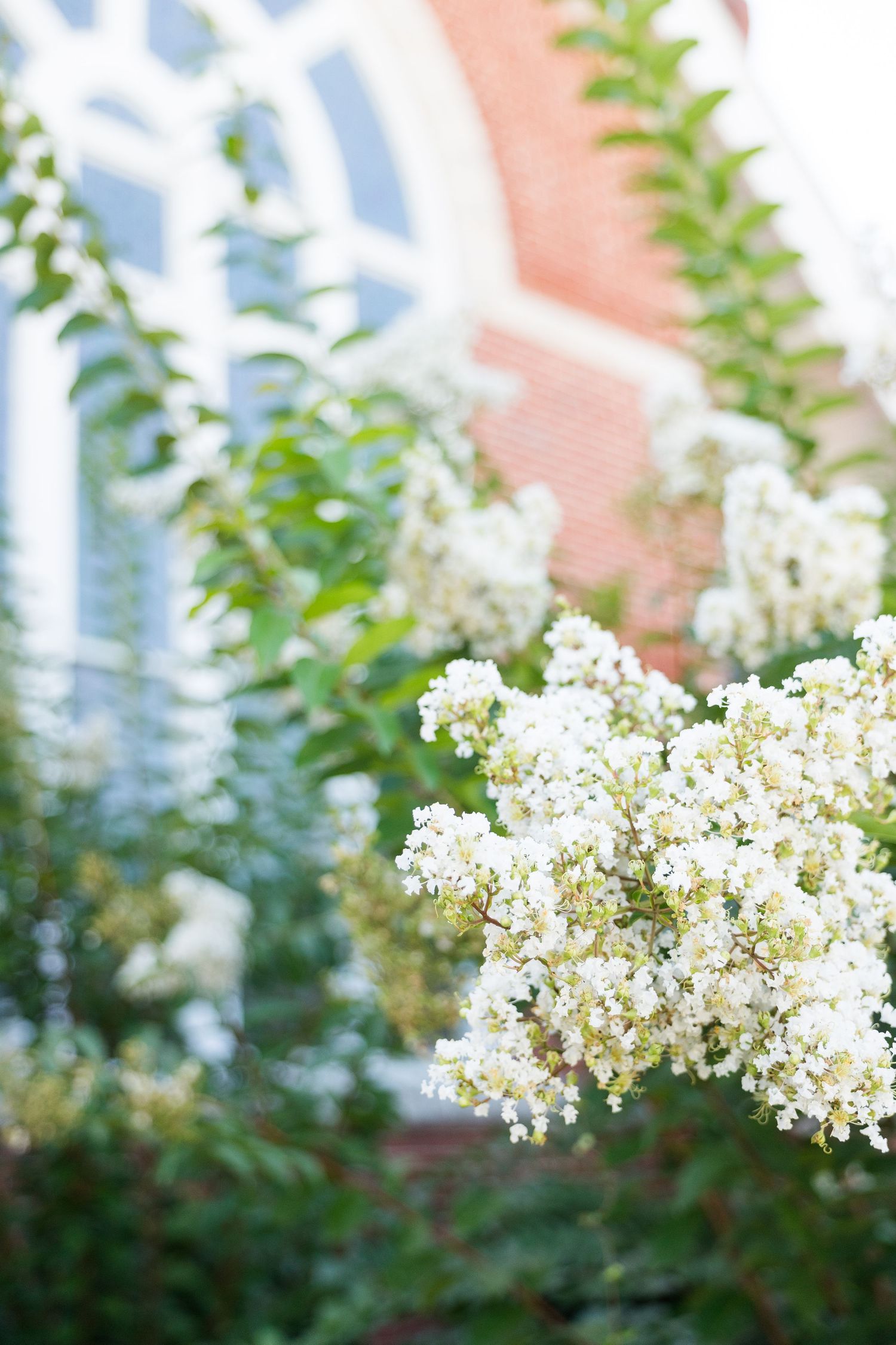 White flowering shrub blooms in front of a red brick building with arched windows surrounded by lush green foliage.