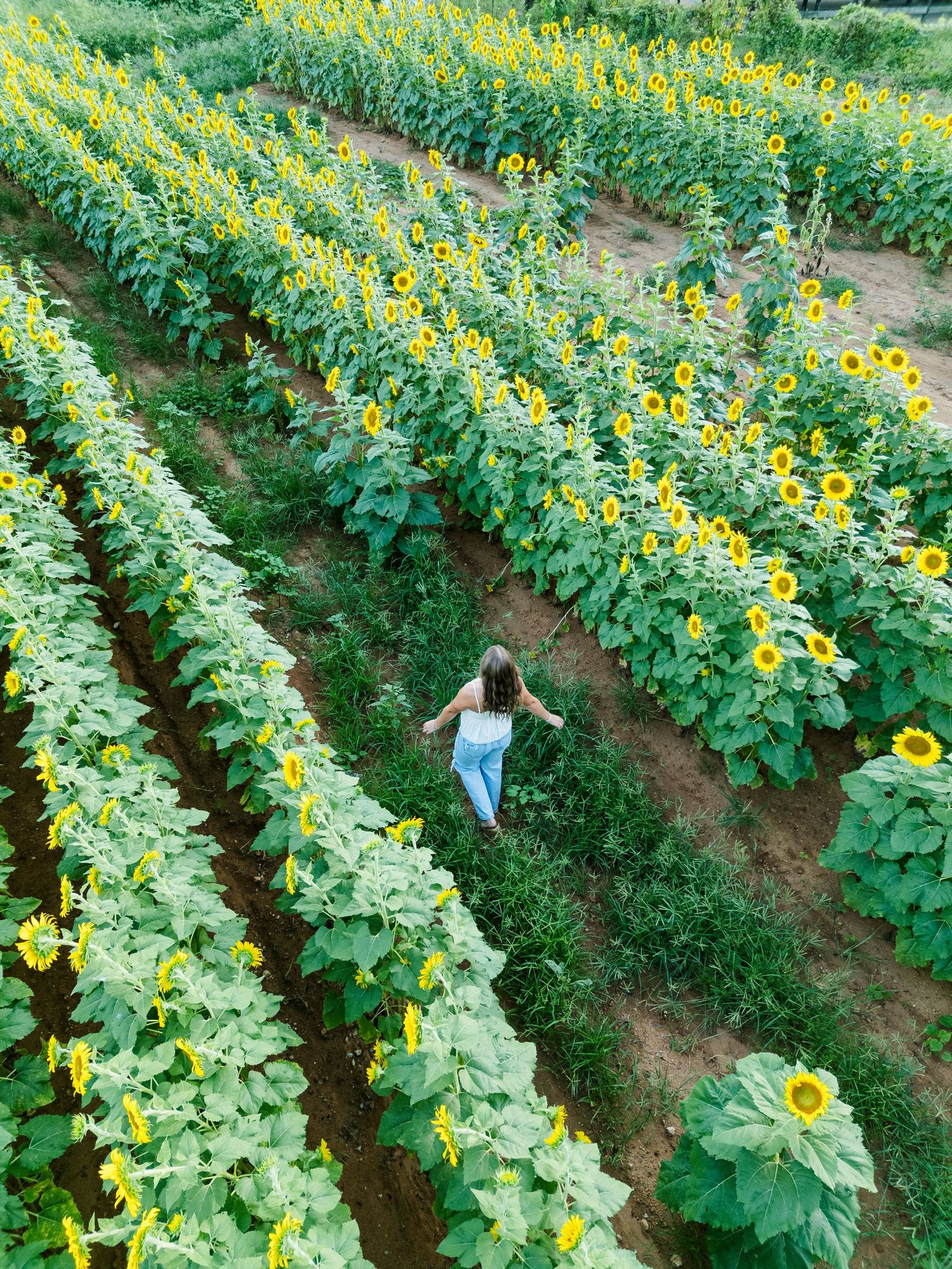 Aerial view of a woman walking through rows of blooming sunflowers in a lush green field.