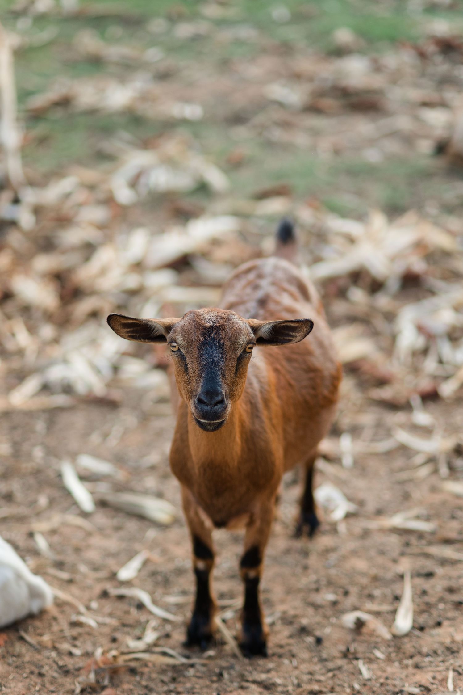 A young brown goat with black markings stands on dry dirt ground, looking directly at the camera.