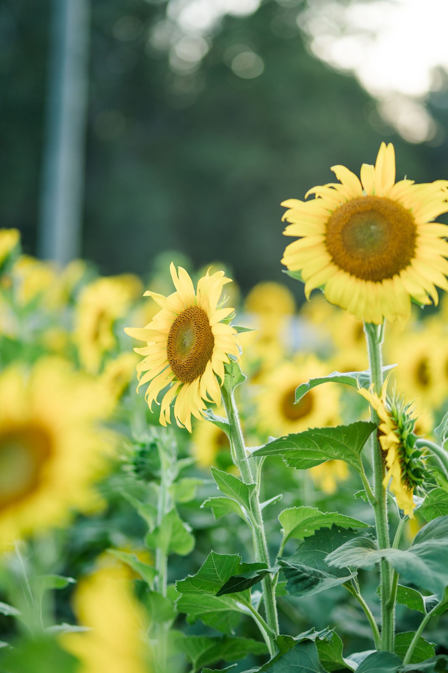 A vibrant field of yellow sunflowers in full bloom with green leaves under soft natural light.