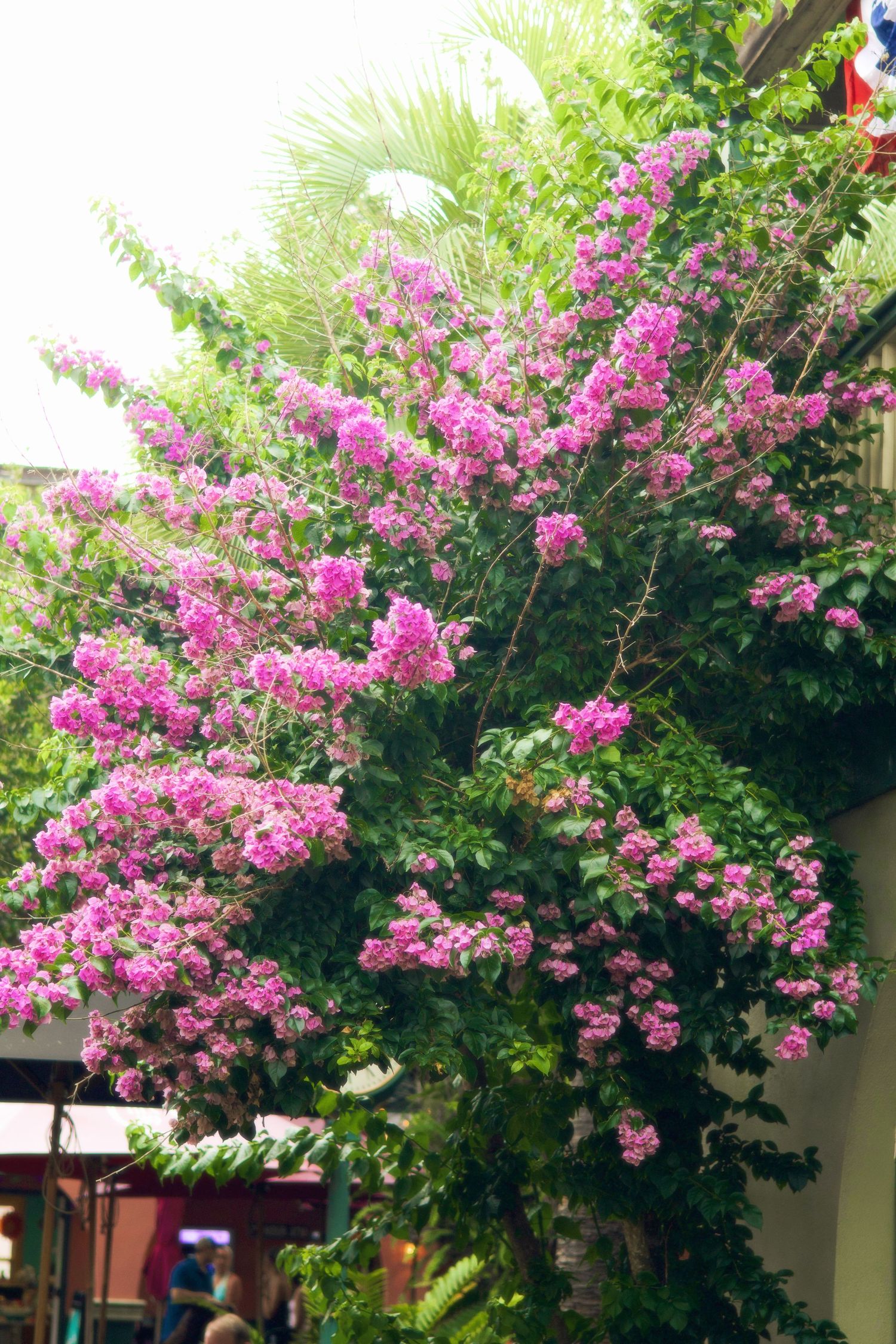 Vibrant pink bougainvillea flowers blooming on lush green tropical tree in outdoor garden setting.