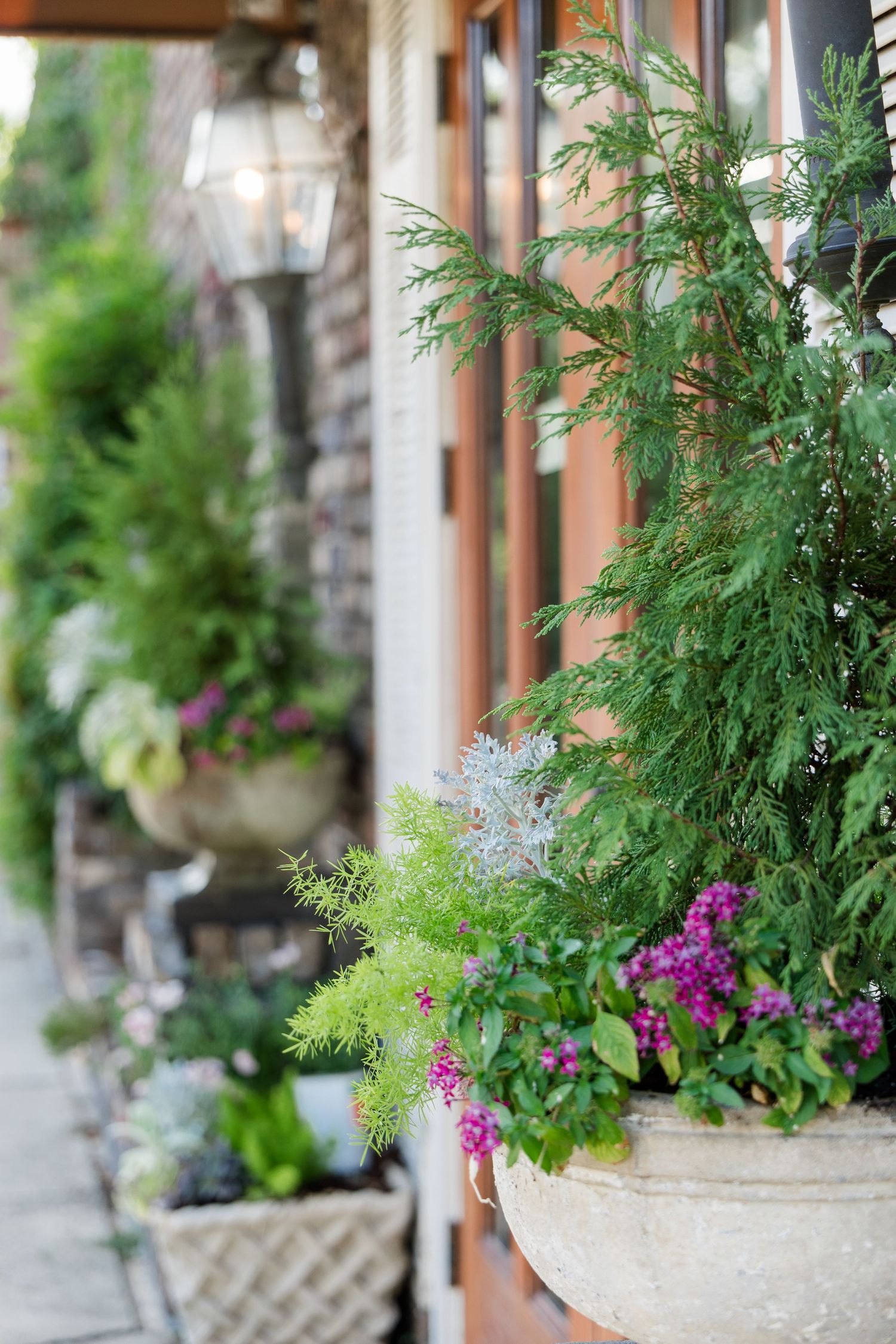 Lush container garden with evergreen shrubs and purple flowering plants on a charming brick home porch.