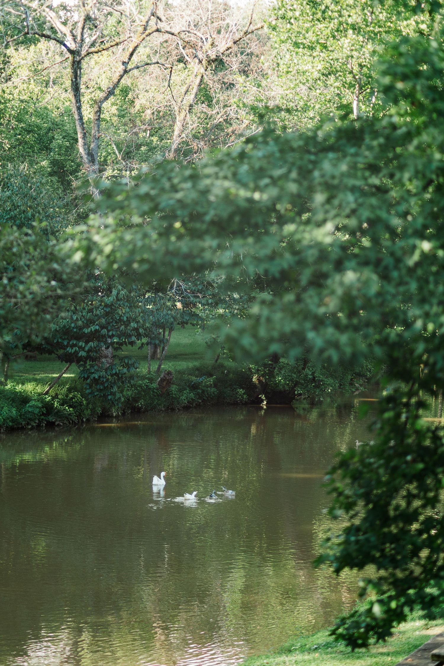 Swans swimming peacefully on a calm pond surrounded by lush green trees in a serene park setting.