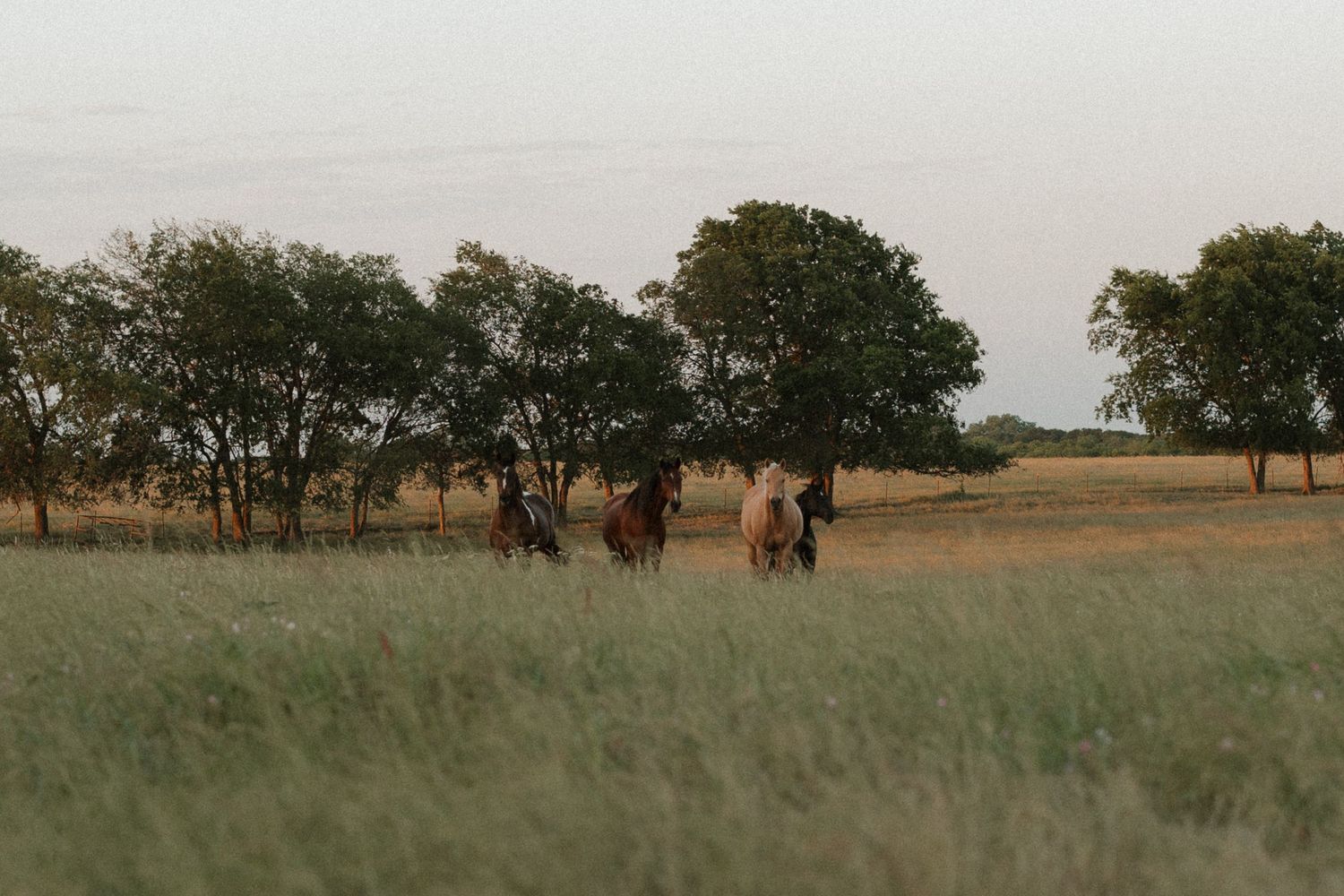 Destination, Dallas and Bay Area California wedding photographer capturing landscapes on film