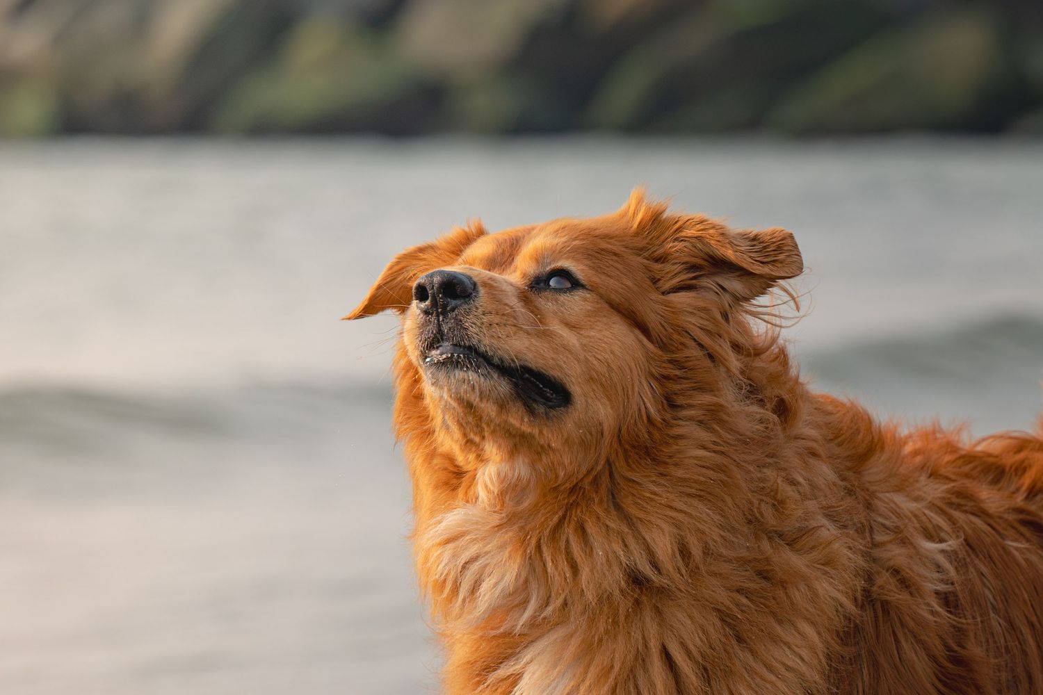 A portrait of Chuck the Golden Retriever Mix