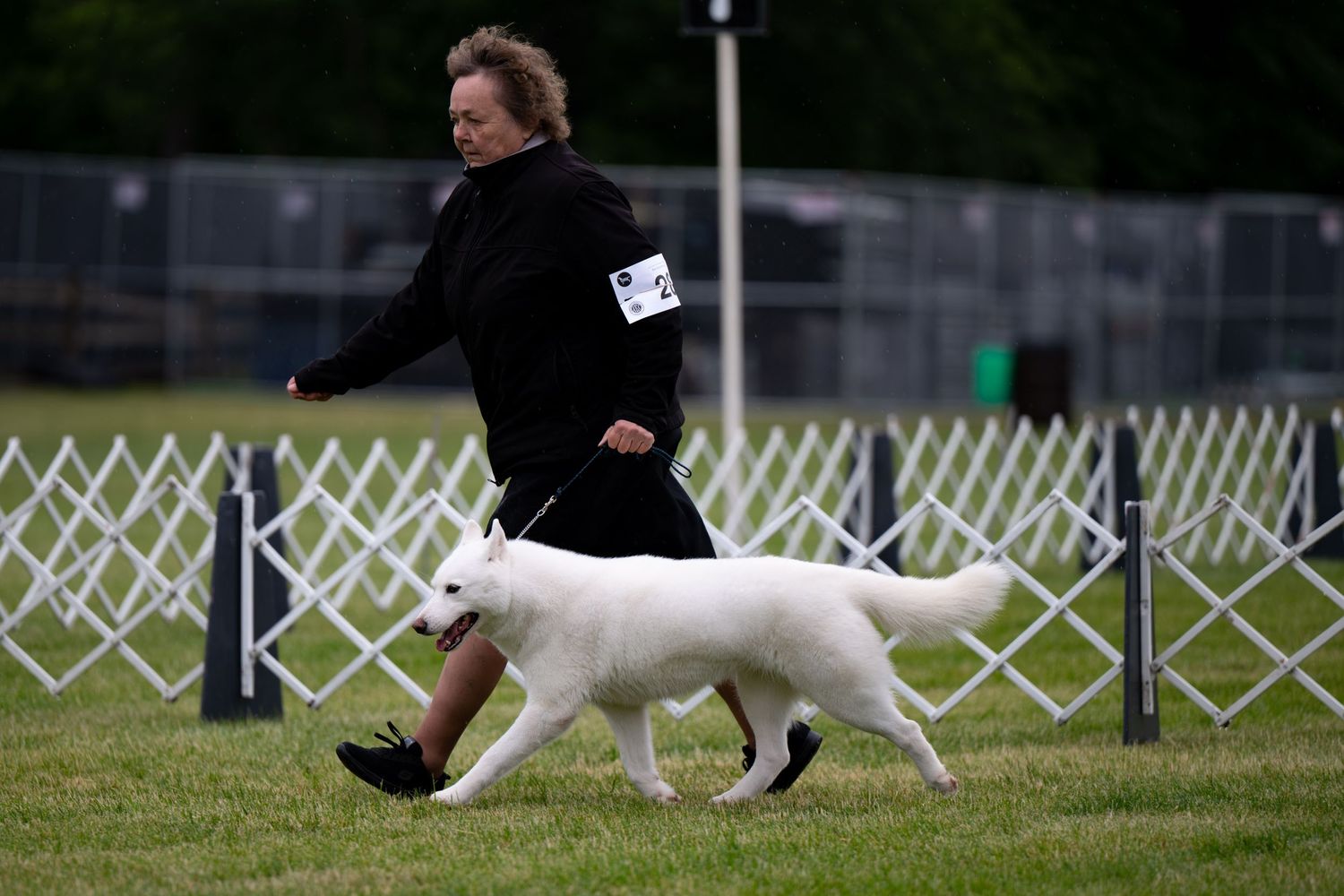 A white Siberian Husky in the show ring