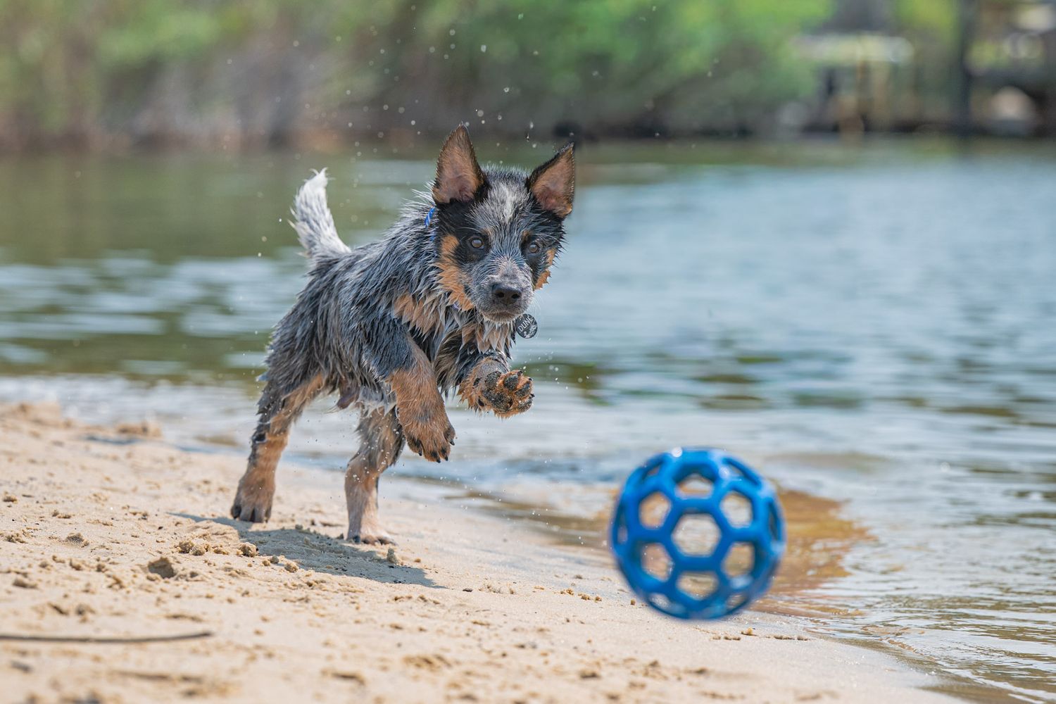 Dune the Australian Cattle Dog puppy playing on the beach