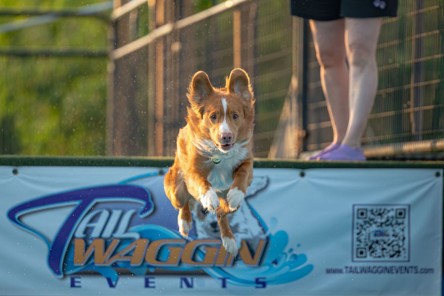 DJ the Nova Scotia Duck Tolling Retriever participating in dock diving