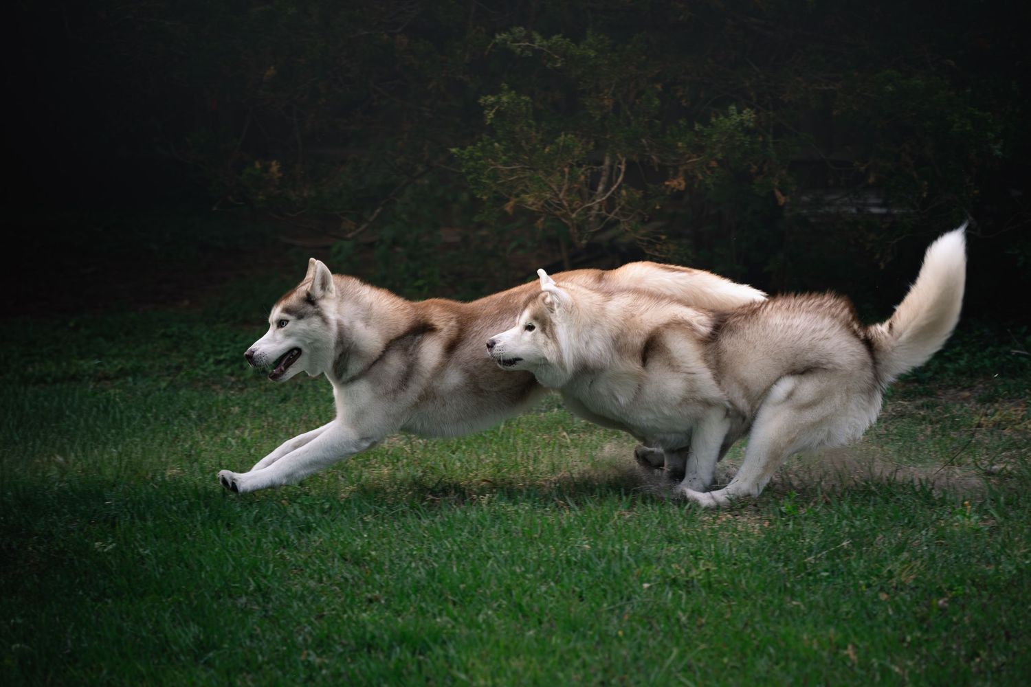 Solace and Sumac the Siberian Huskies running and playing