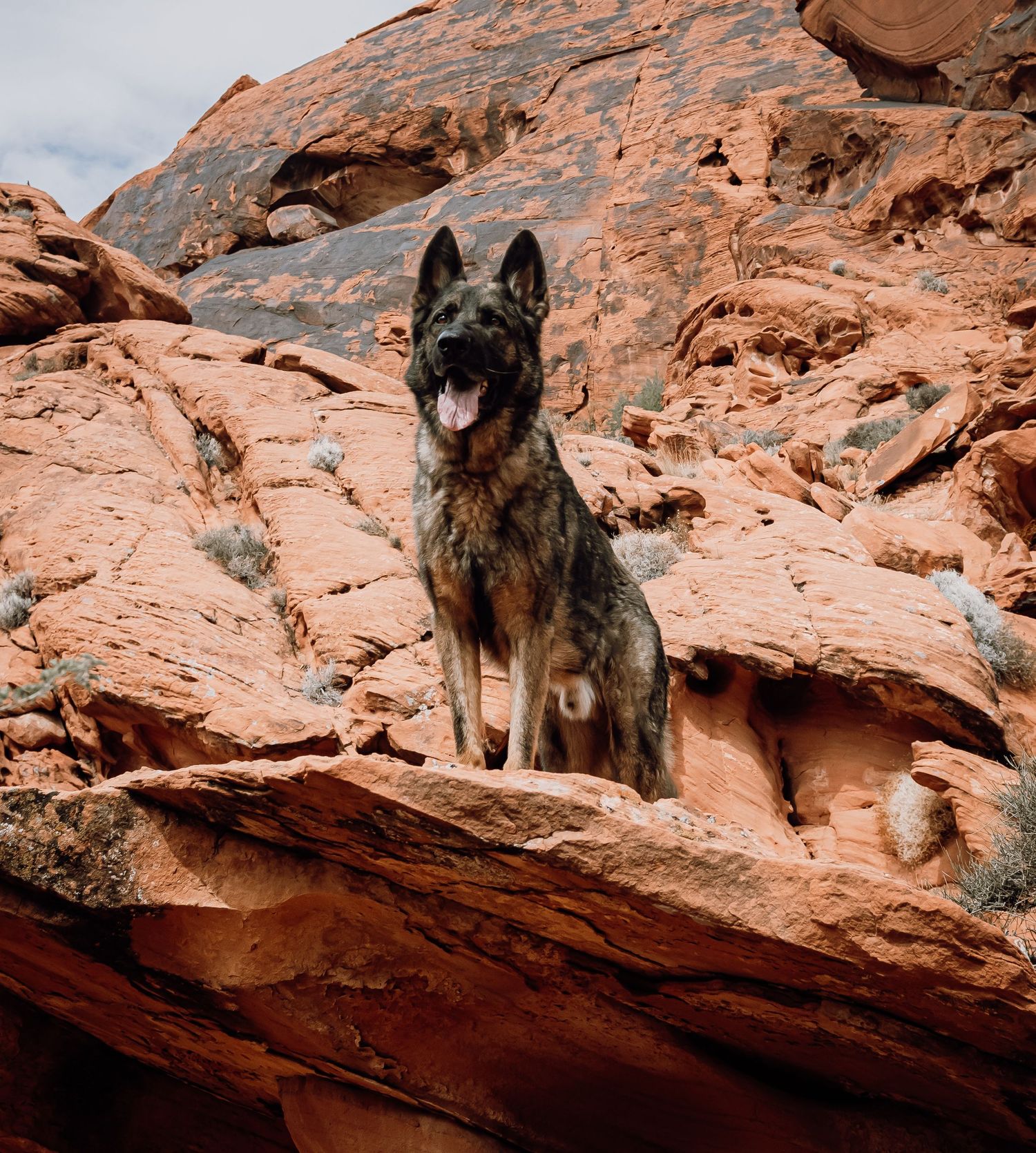 A German Shepherd dog sitting proudly on red sandstone rocks in a desert setting.