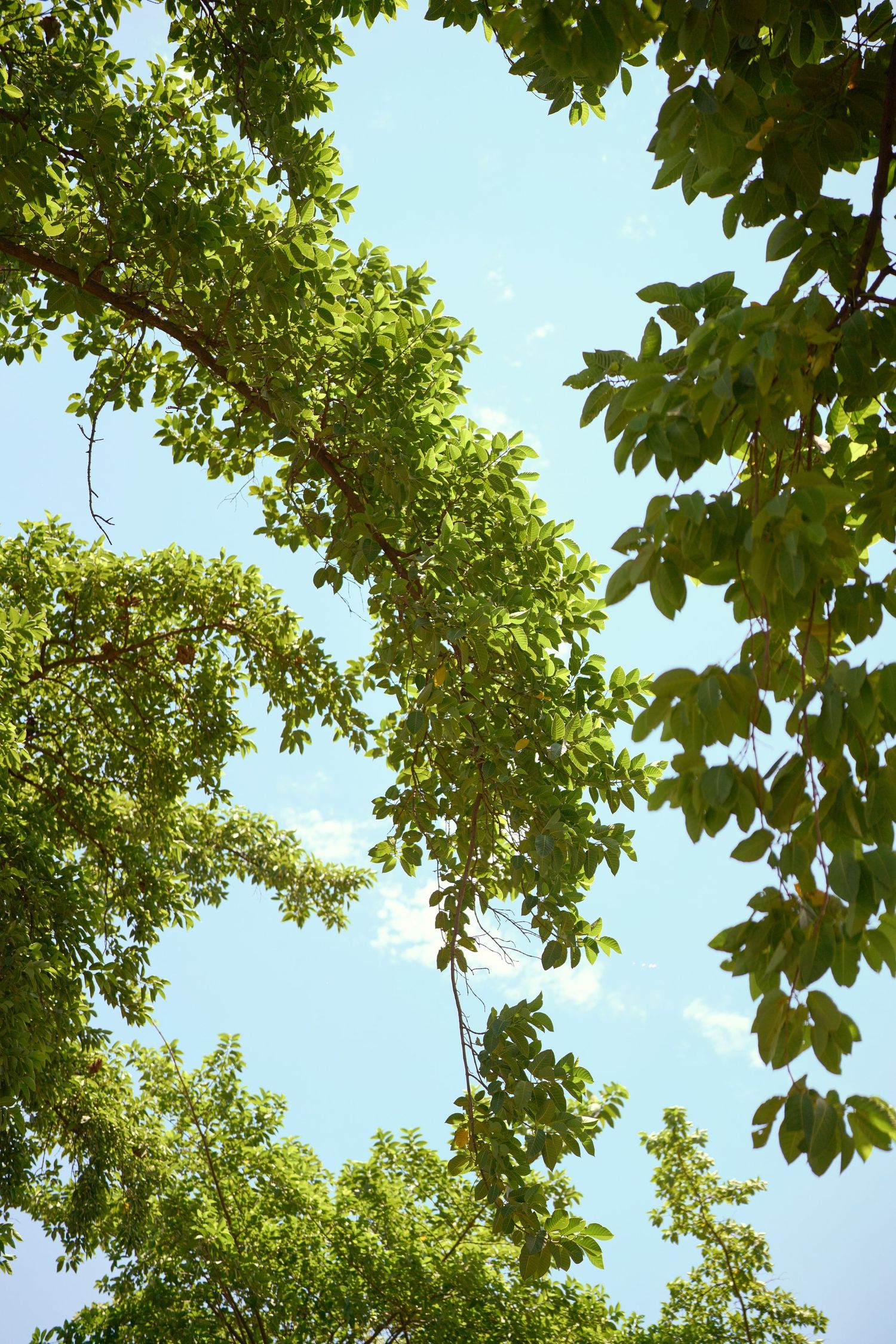 Lush green tree canopy viewed from below against a bright blue sky.
