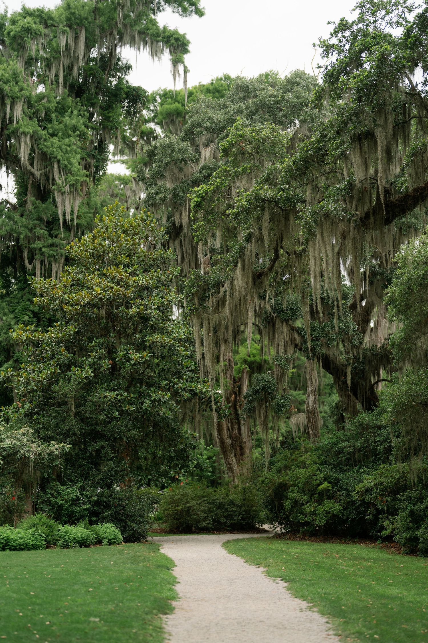 A winding gravel path through a lush green park with towering trees draped in Spanish moss.