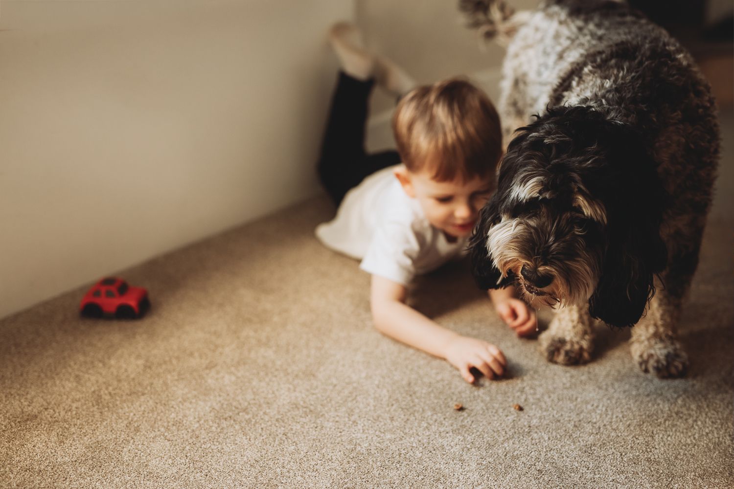 A boy feeding a family dog during natural family photography session indoors
