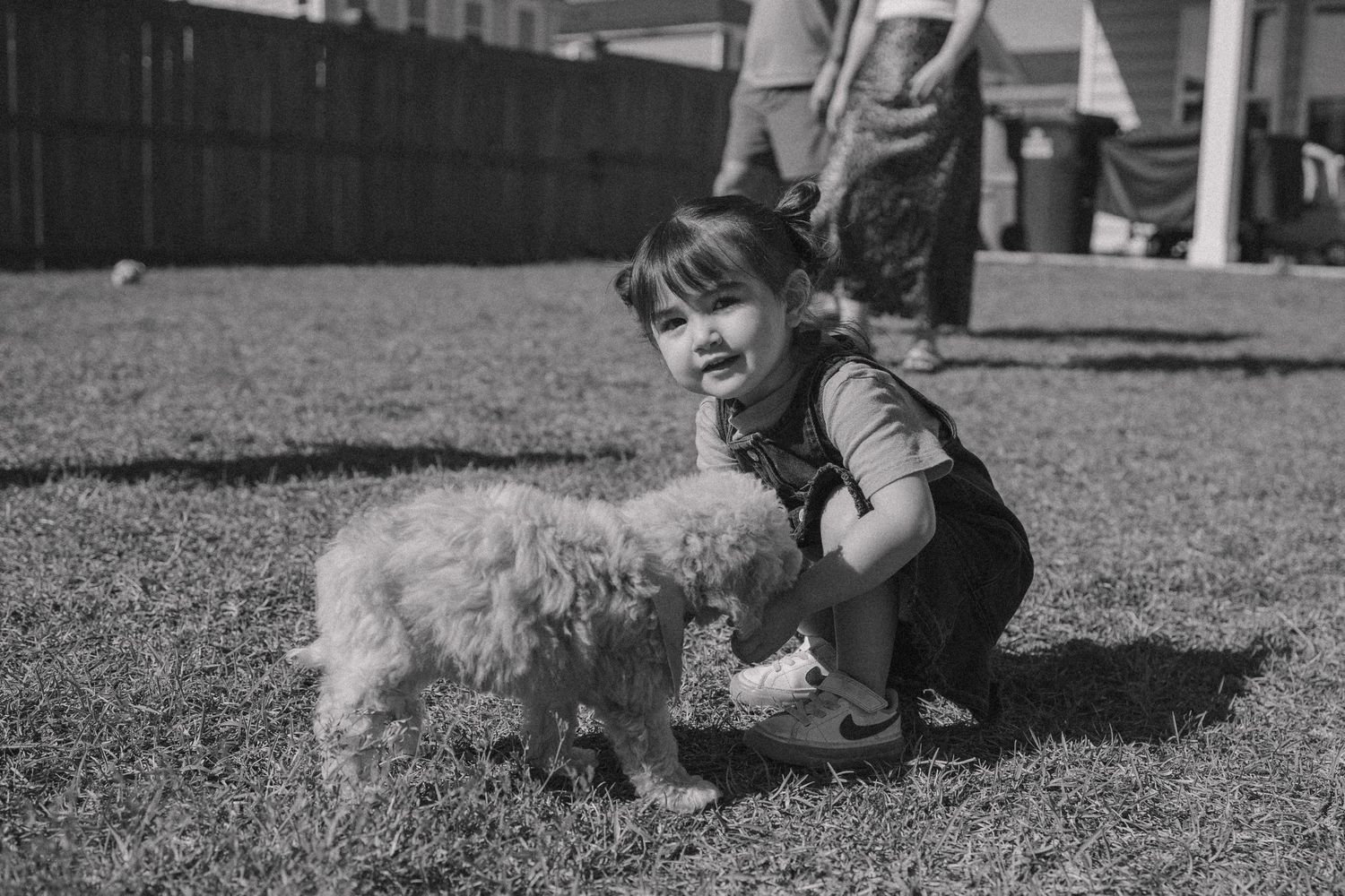 A small white dog plays in the grass of a fenced backyard on a sunny day.