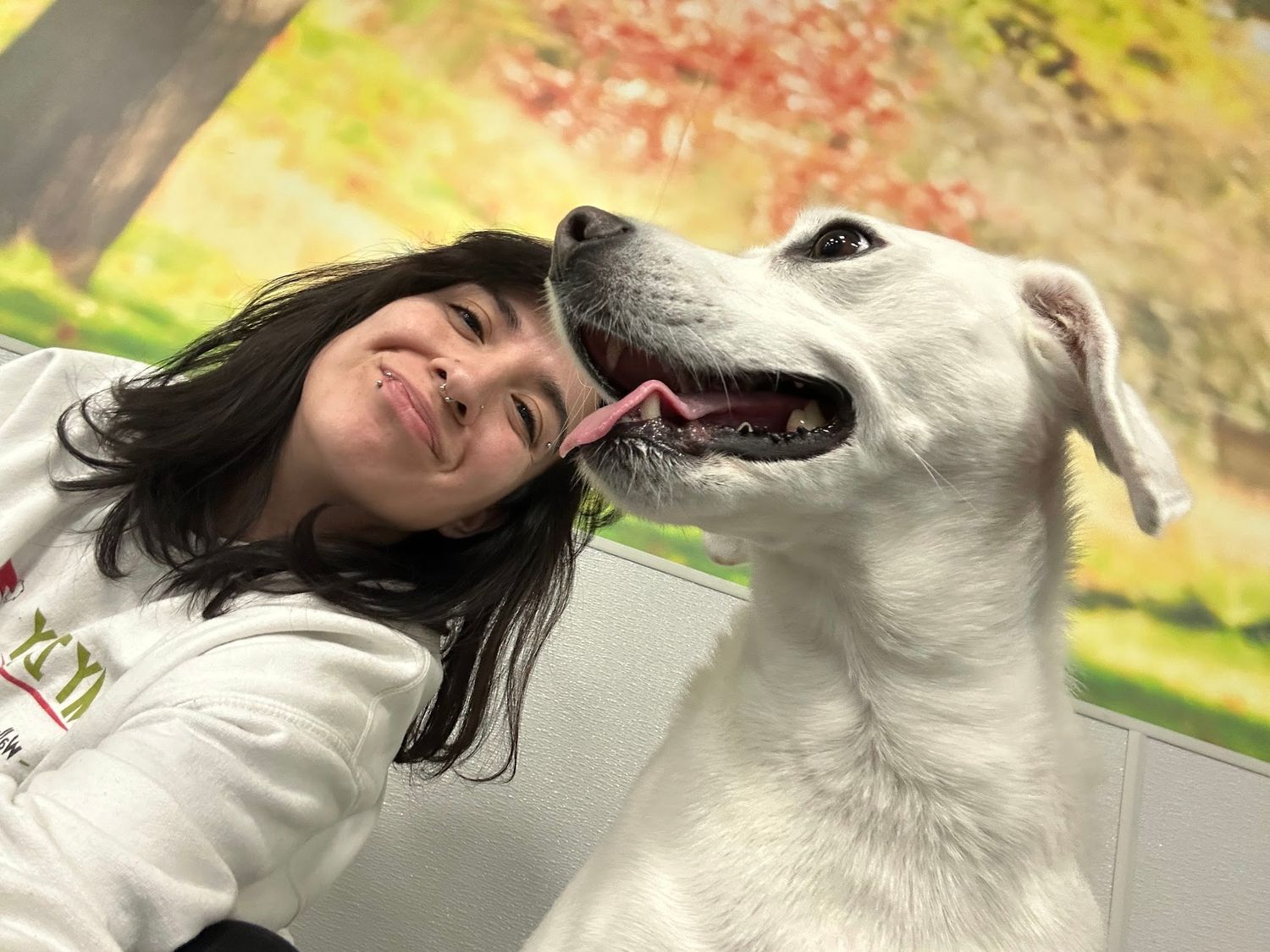 A smiling woman poses cheek-to-cheek with a white Labrador dog that is licking her face.