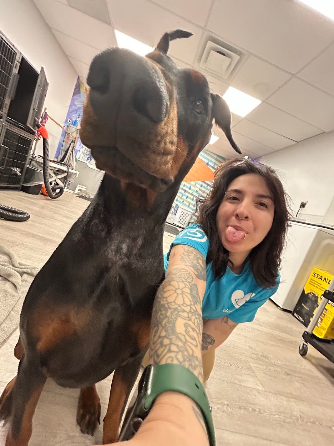Playful Doberman Pinscher and smiling tattooed woman in blue shirt taking fun selfie indoors.