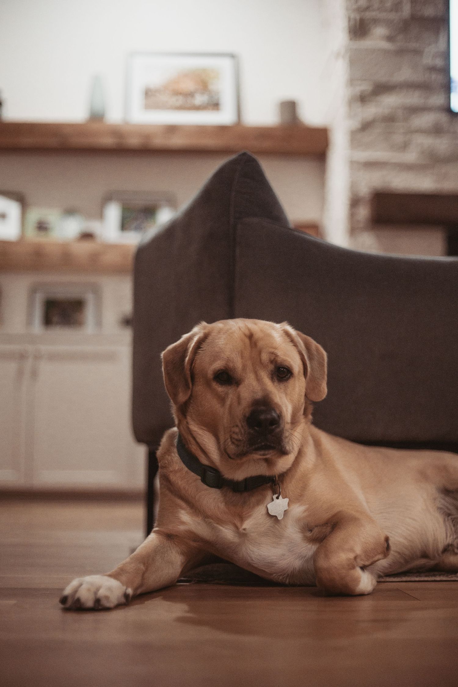 A golden Labrador Retriever with a green collar lies on a hardwood floor in a cozy living room.
