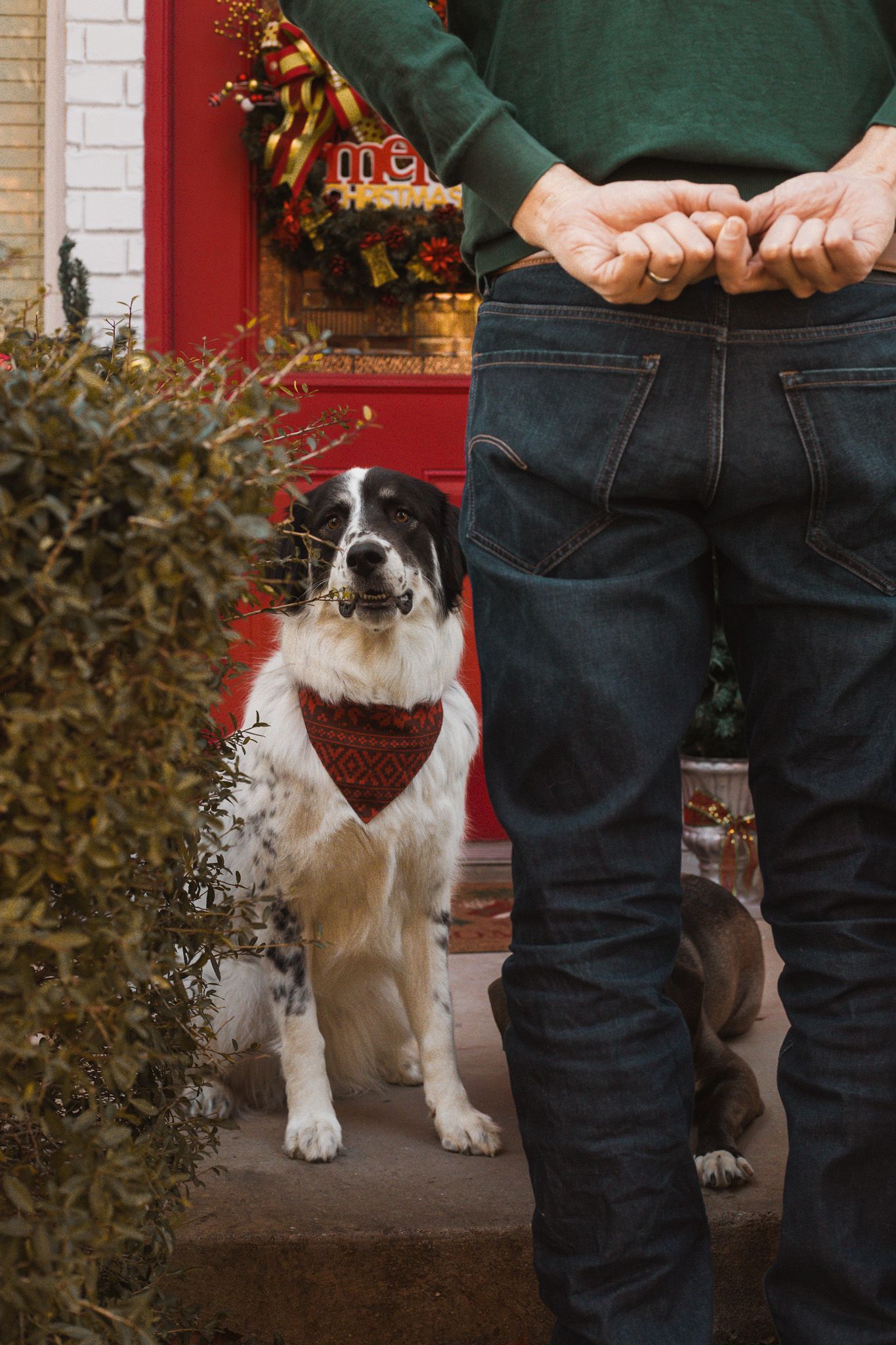 Black and white dog wearing red bandana sits beside person in green sweater and jeans at festive Christmas decorated doorway.