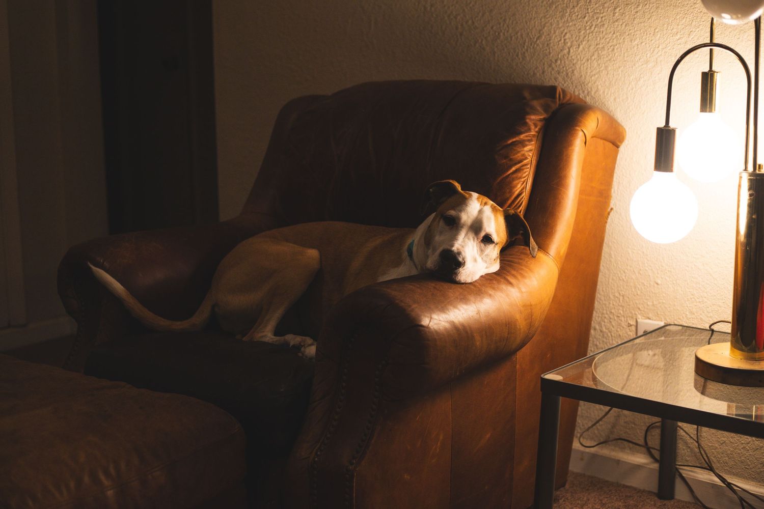 A relaxed dog lounging on a brown leather armchair in a dimly lit living room beside a glowing floor lamp.