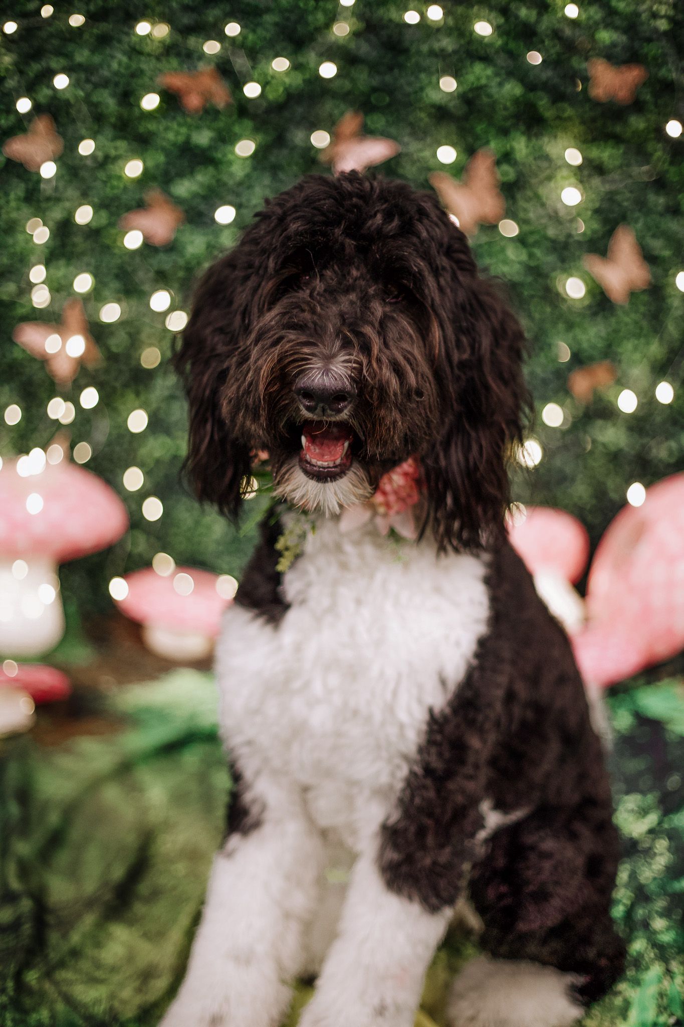 A fluffy black and white Bernedoodle dog sits among pink mushrooms and fairy lights on a green backdrop.