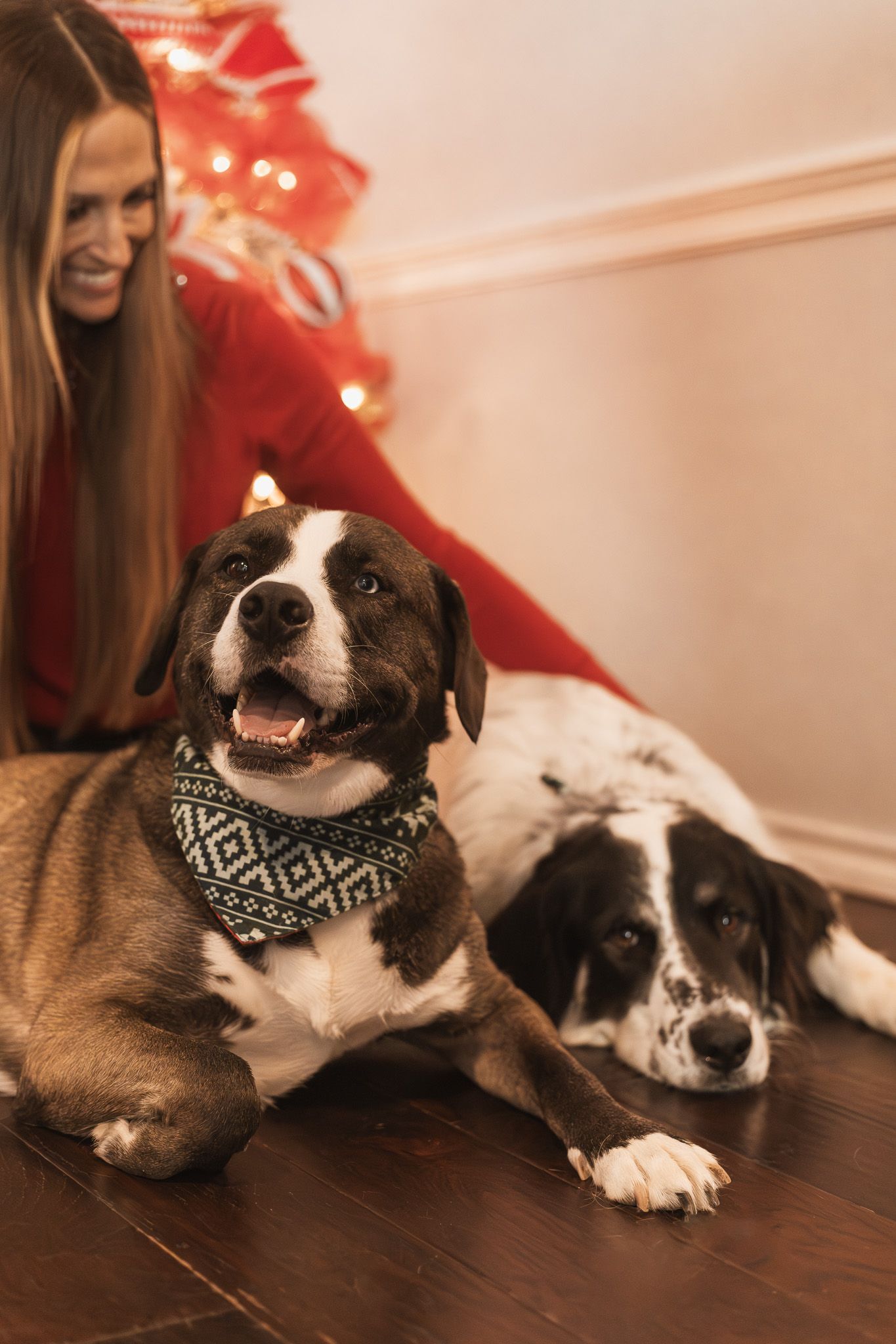 Woman in red sweater posing with two dogs wearing a bandana near Christmas decorations on hardwood floor.