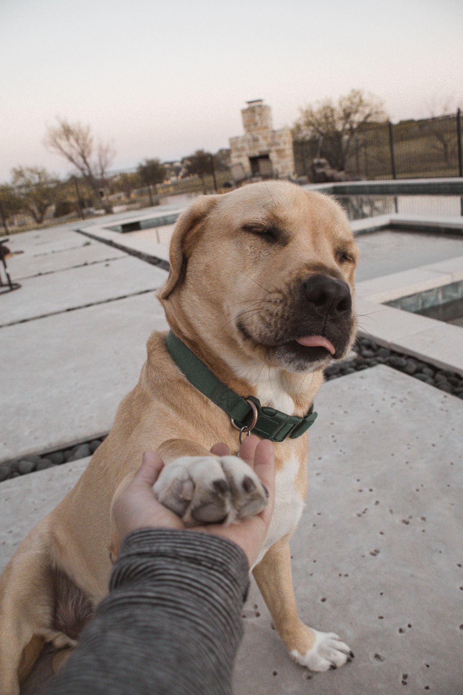 A yellow Labrador retriever wearing a green collar shakes paws with a person outdoors.