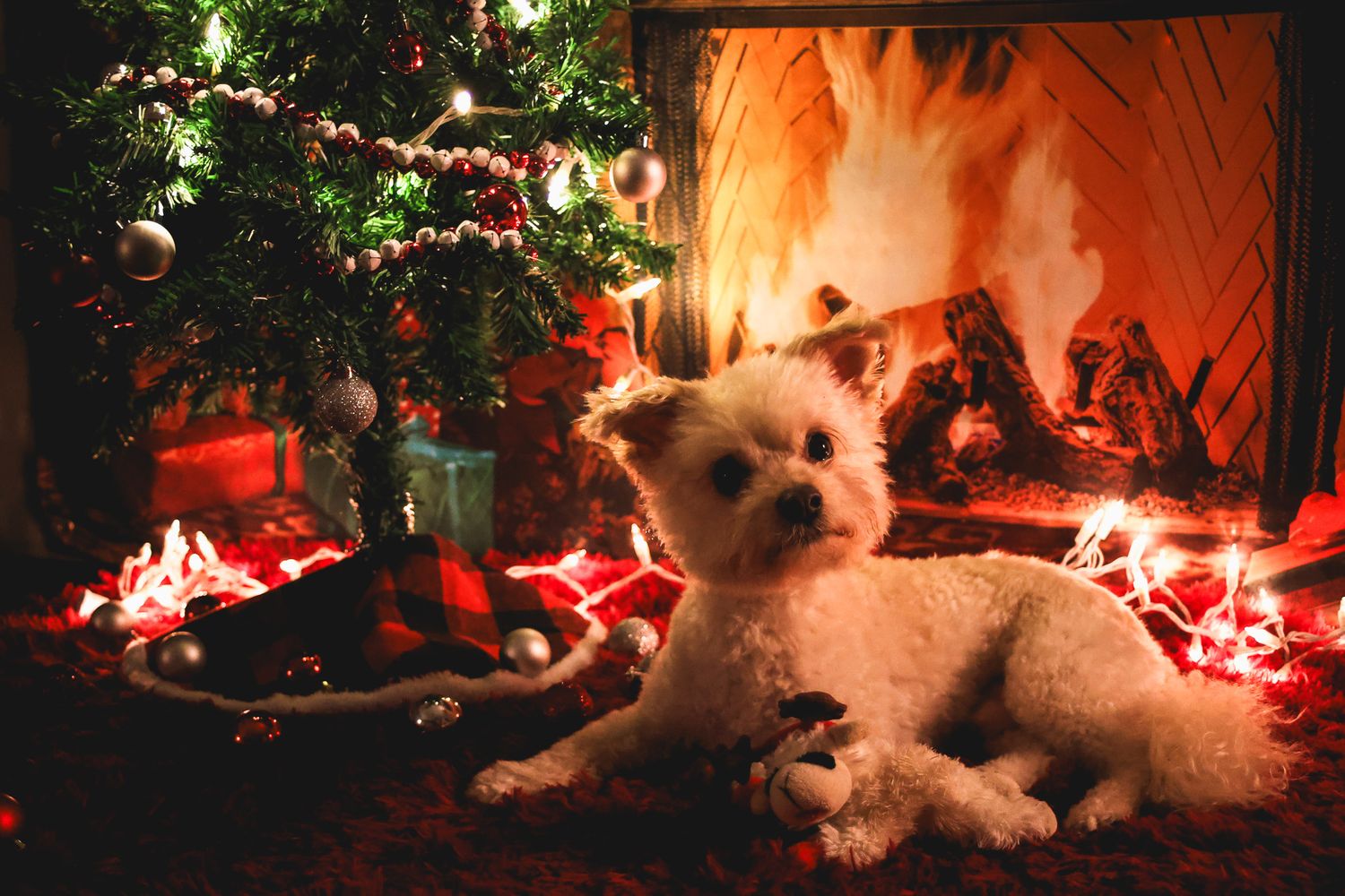 A fluffy white dog rests by a glowing fireplace beside a decorated Christmas tree with red lights.