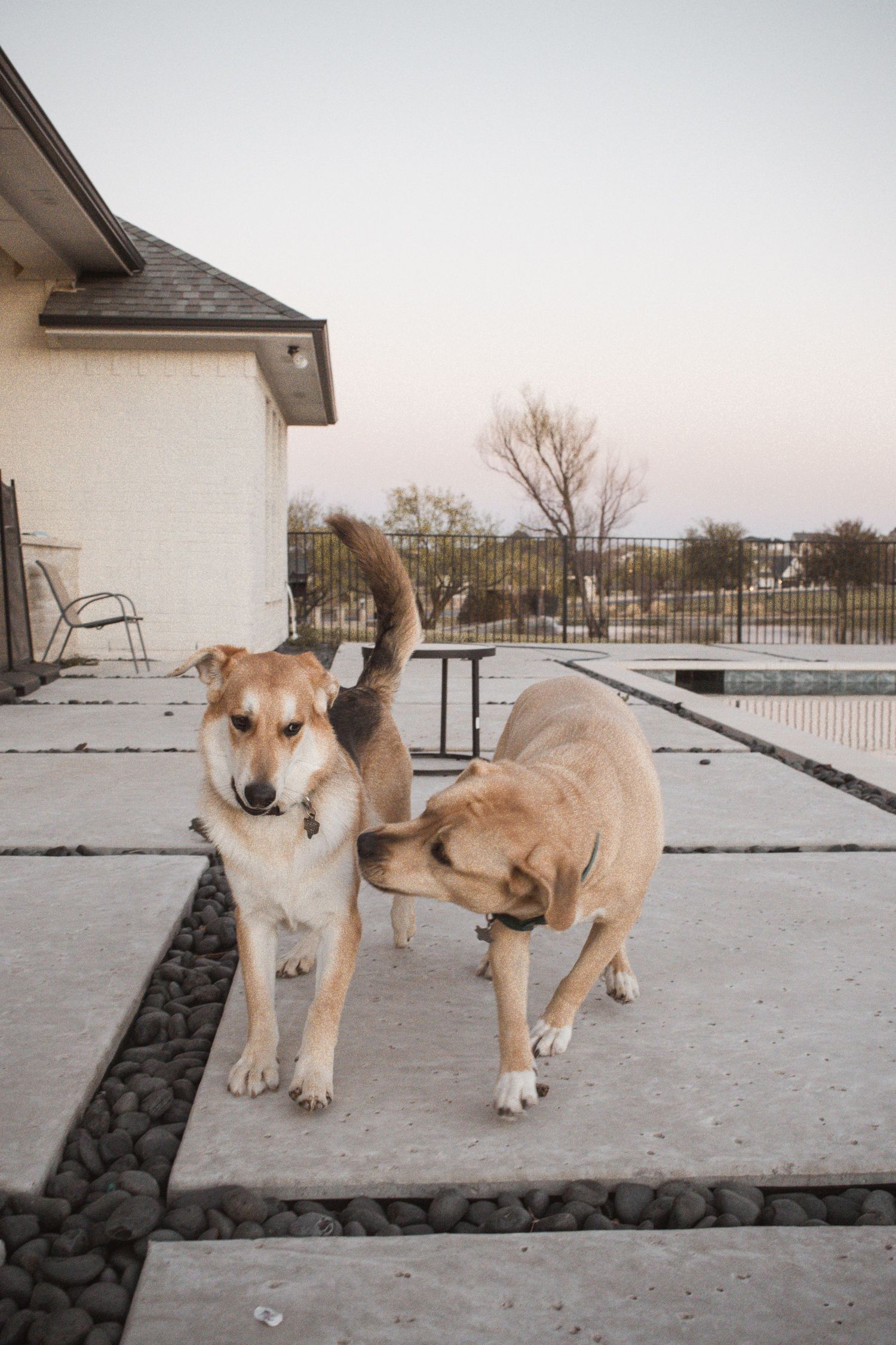 Two golden dogs playing together on a backyard patio near a pool at dusk.