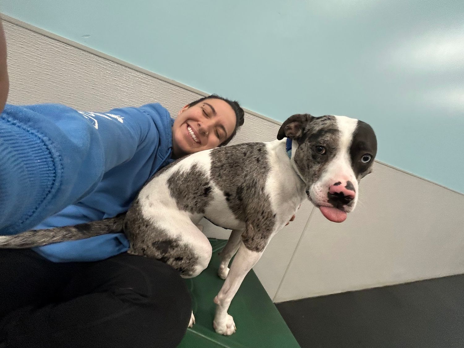 A woman in a blue hoodie poses for a selfie holding a merle black and white dog at a pet facility.