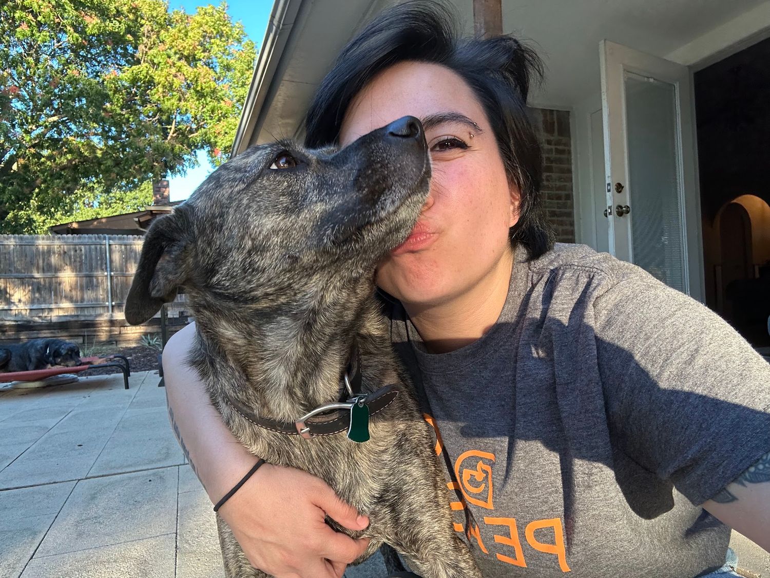 Person in Petco shirt receiving kisses from brindle Pit Bull dog outdoors in backyard.