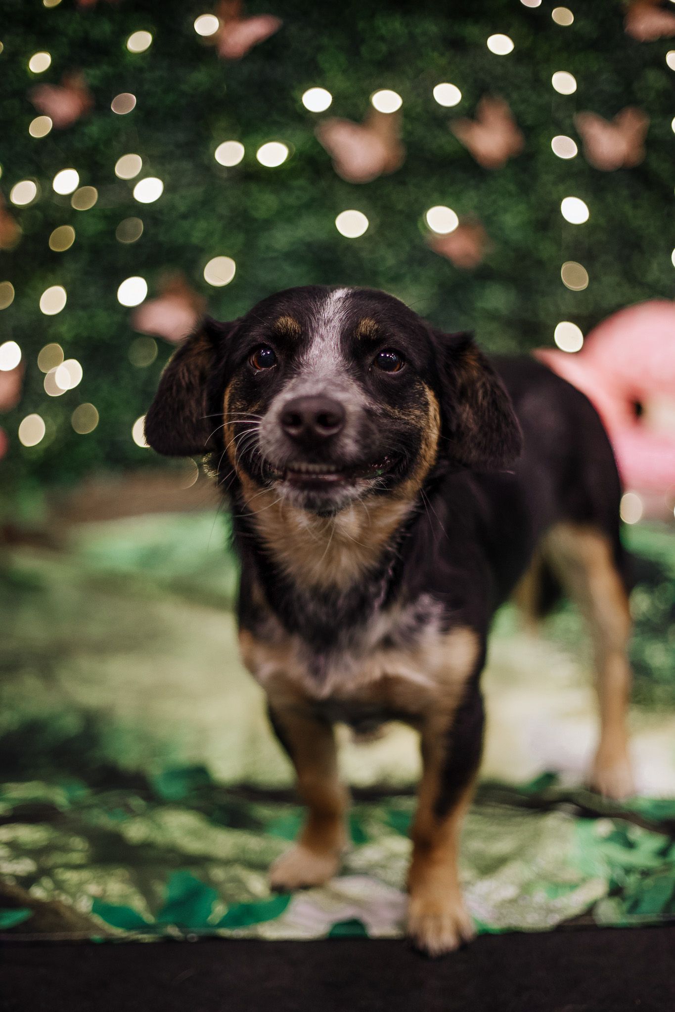 Small black and tan dachshund mix dog standing in front of a green Christmas tree with bokeh lights.