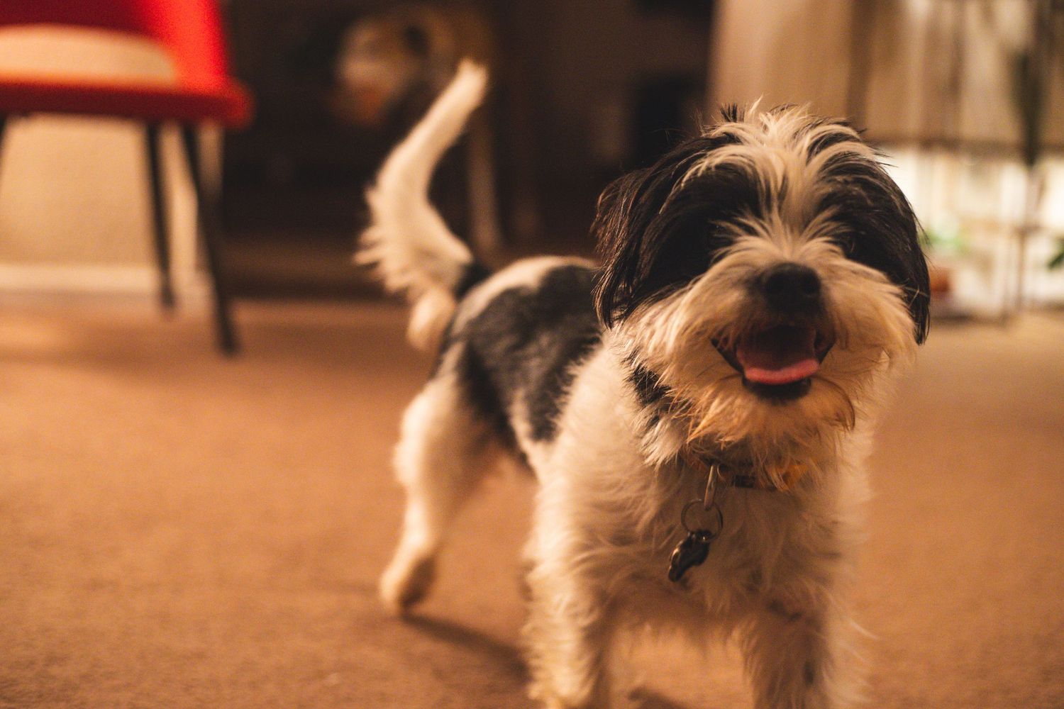 A happy small black and white terrier mix dog standing on a carpeted floor indoors with mouth open.