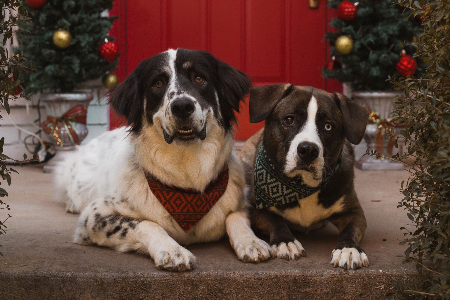 Two festive dogs wearing holiday bandanas pose together on a porch with Christmas trees and a red door.