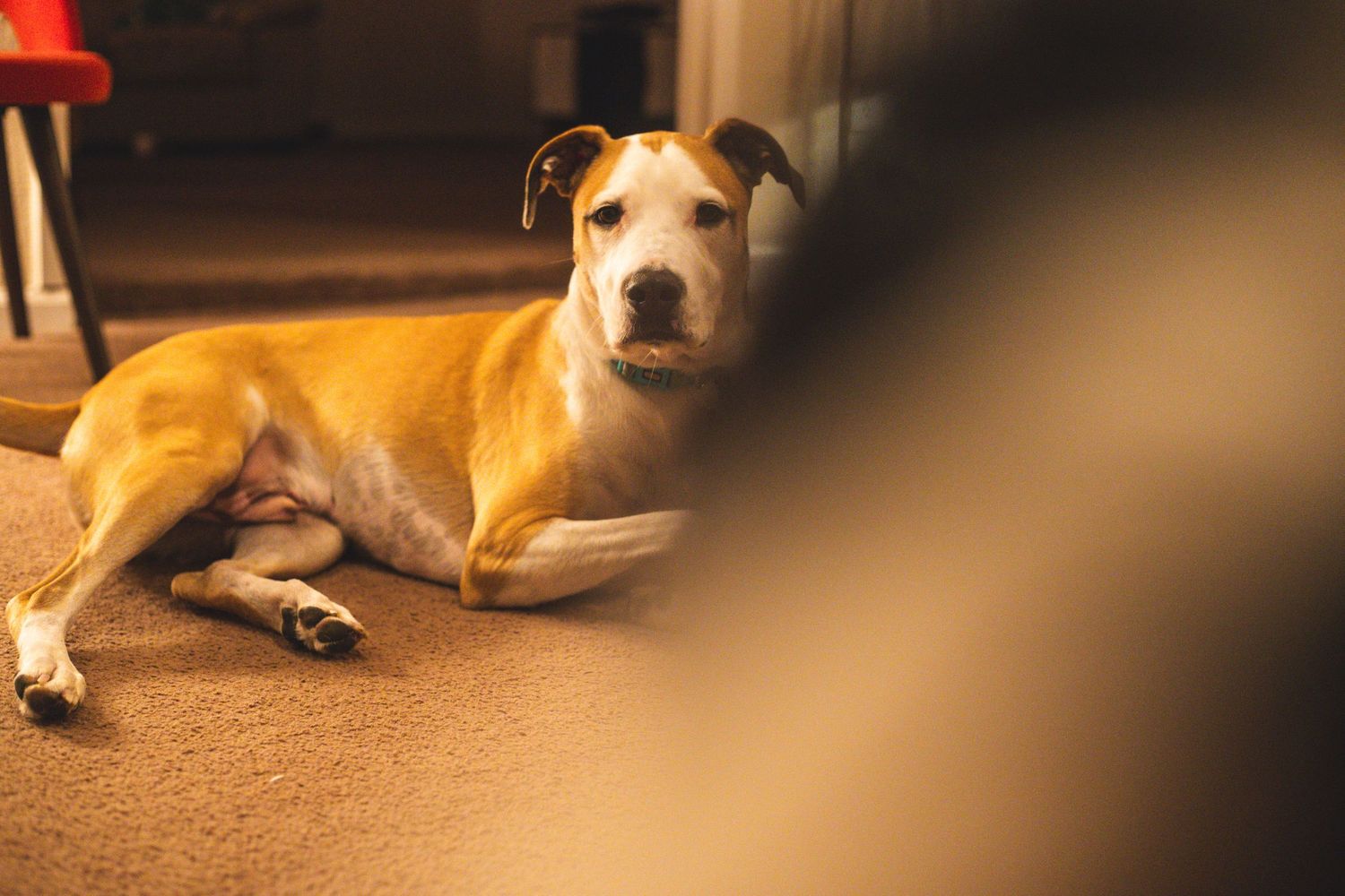 A tan and white dog resting on a carpeted floor indoors, bathed in warm natural light.