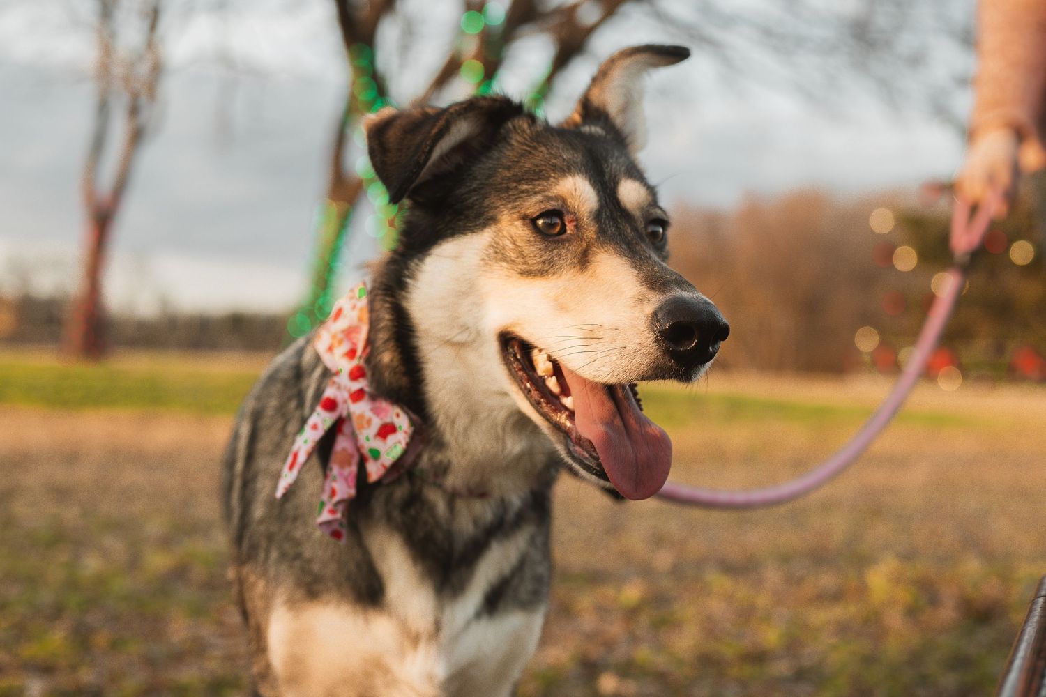 Happy mixed-breed dog on a pink leash wearing a floral bandana, tongue out, enjoying outdoor time in a park.