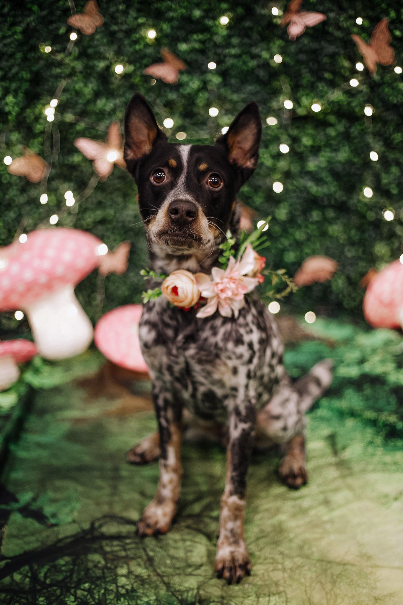 A spotted dog wearing a floral collar sits in a whimsical forest scene with mushrooms, butterflies, and fairy lights.